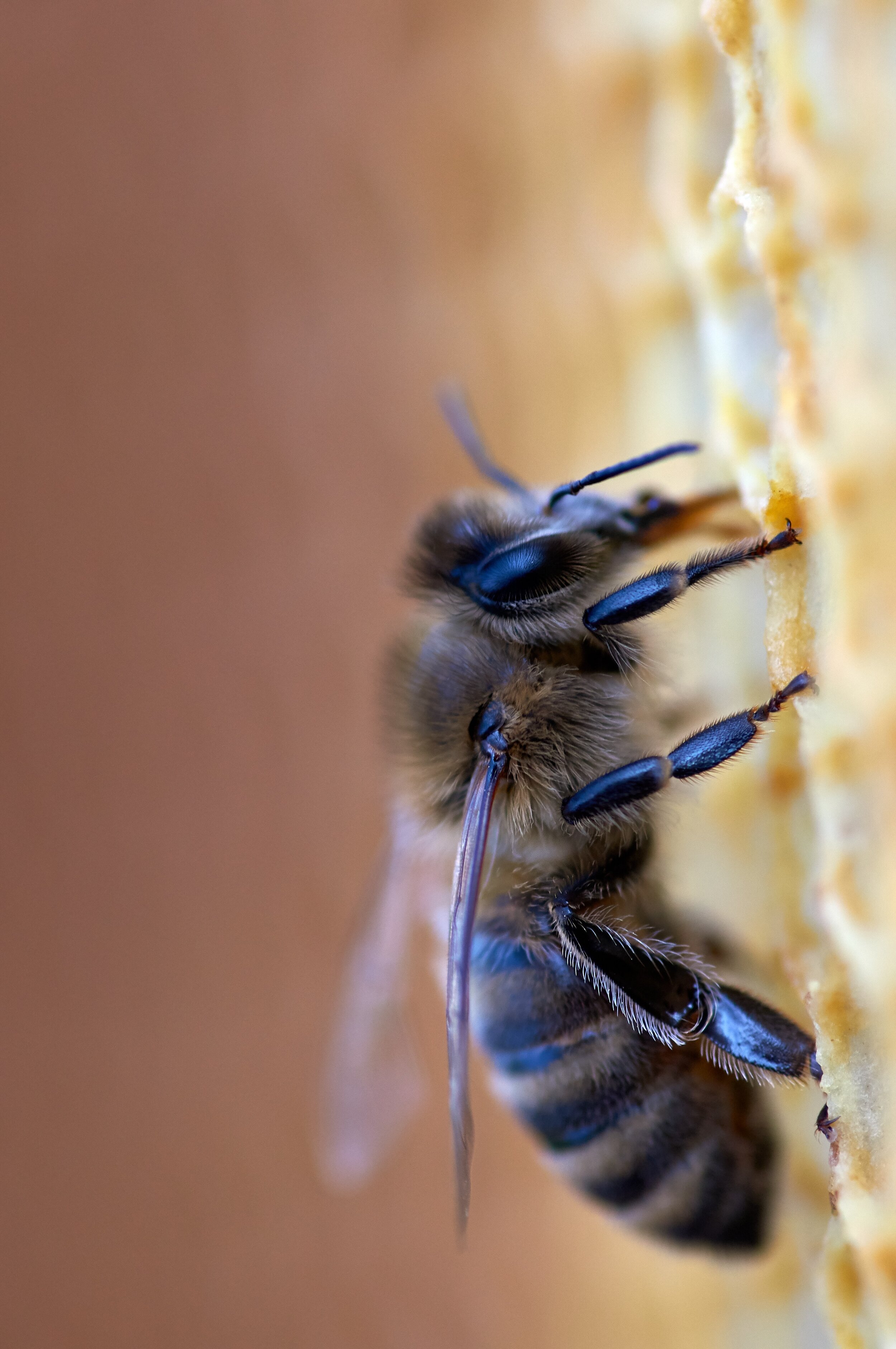  Honey bees have hairs growing out of their eyeballs that seem to help them sense the direction of air currents while flying. 