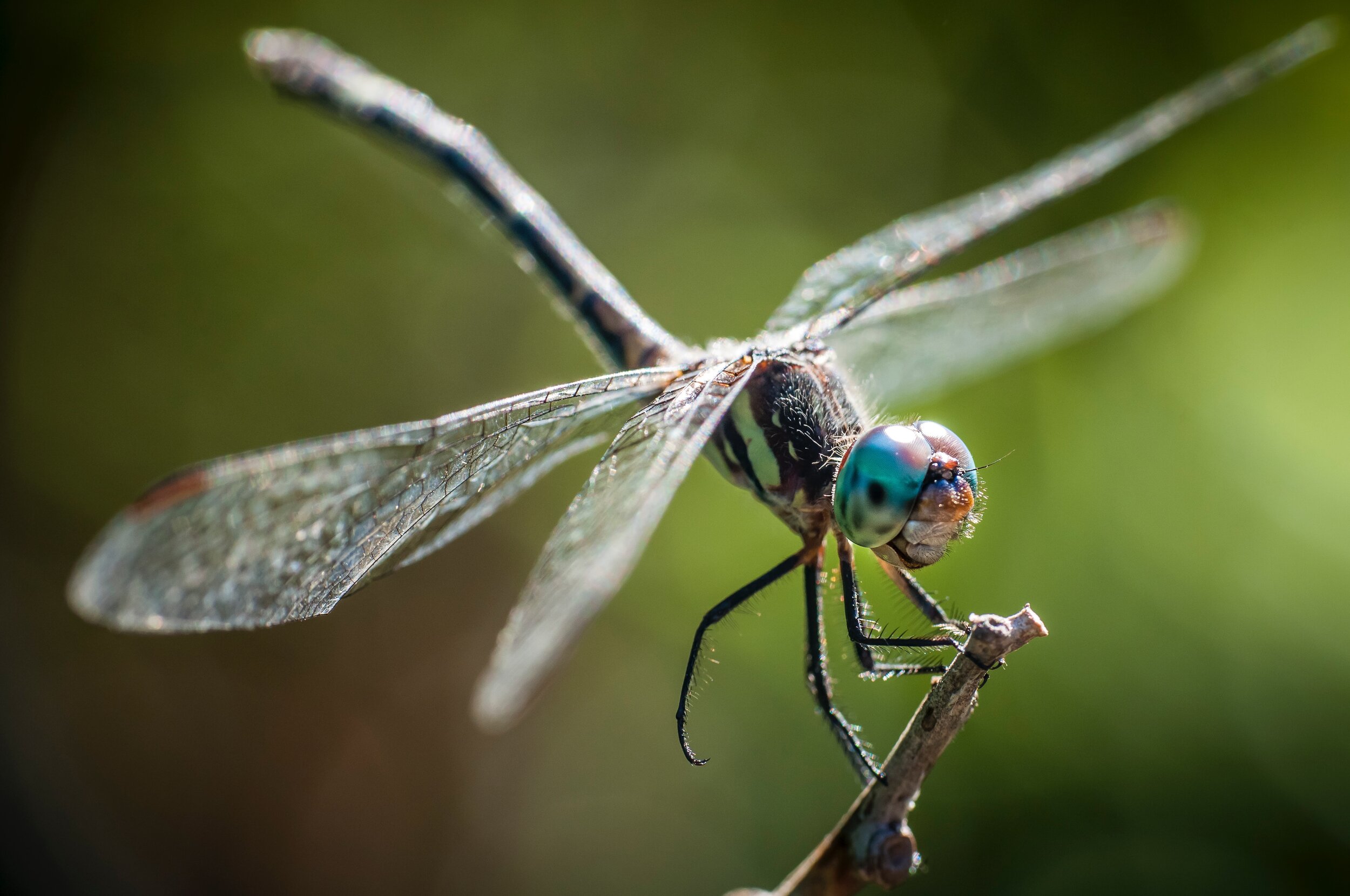  The largest insects to ever live, ancient dragonflies had wingspans of more than 2 feet! They still dominate the skies now, albeit in a smaller package, as the most advanced fliers in the animal world! 