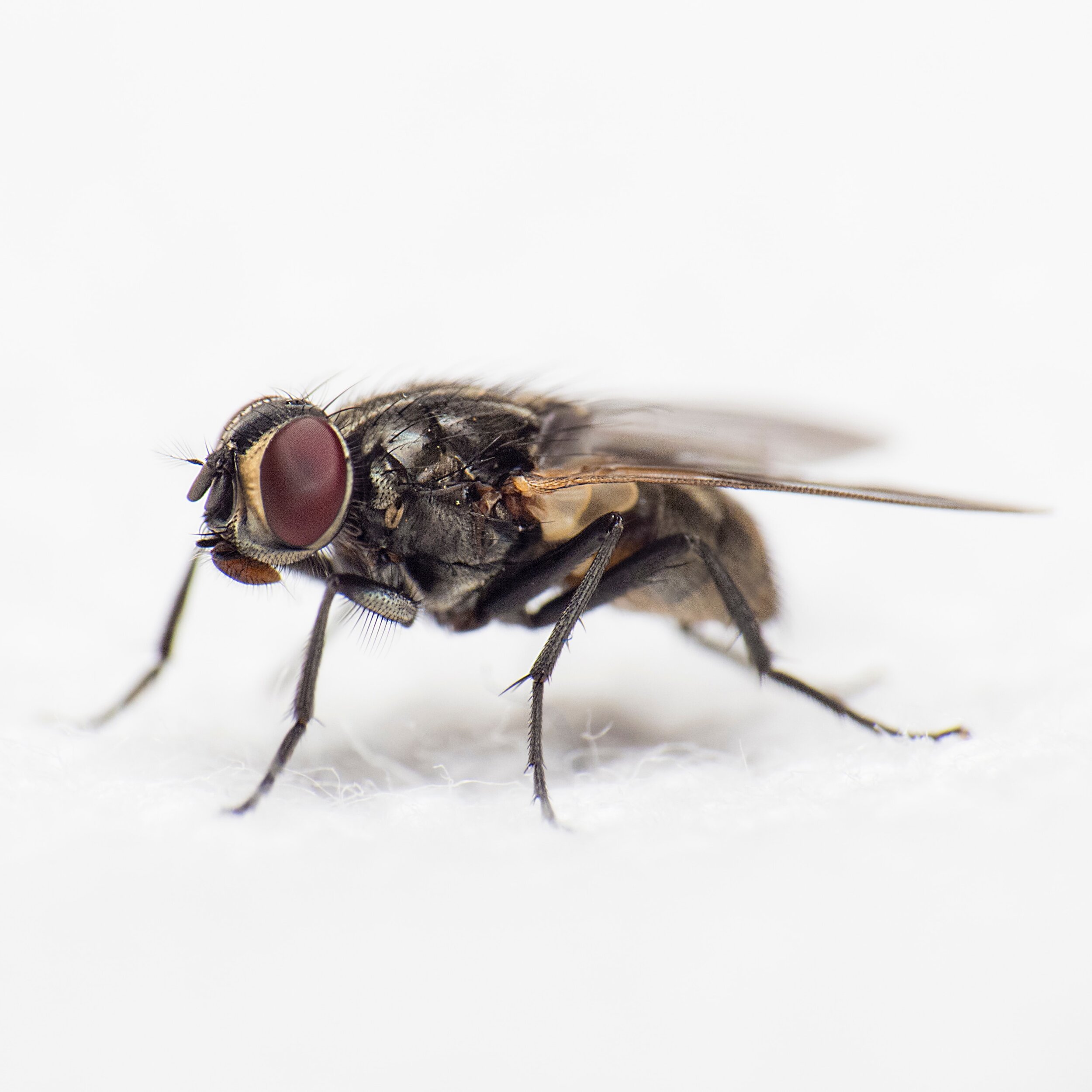  Adult flies subsist on a liquid diet with many common species having mouthparts that are little more than a sponge on a stick. If their food isn't liquid, no worries; they simply throw up on it and wait for their digestive enzymes to break it down. 