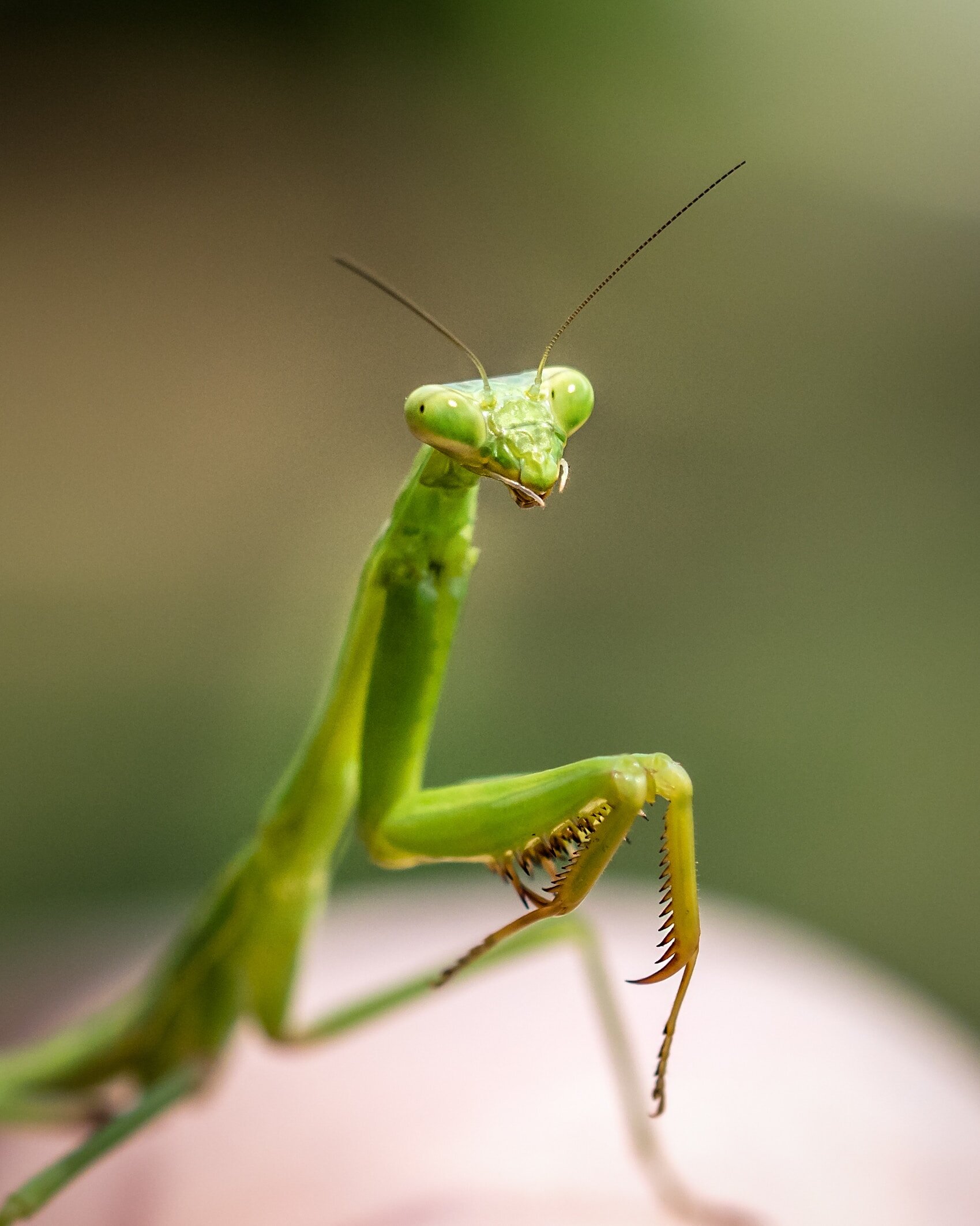  The praying mantis's whole deal is eating stuff that doesn't want to be eaten. Their giant eyes, barbed front legs, powerful muscles, camouflage, and their trademark mantis audacity all contribute to their standing as the most formidable predators i