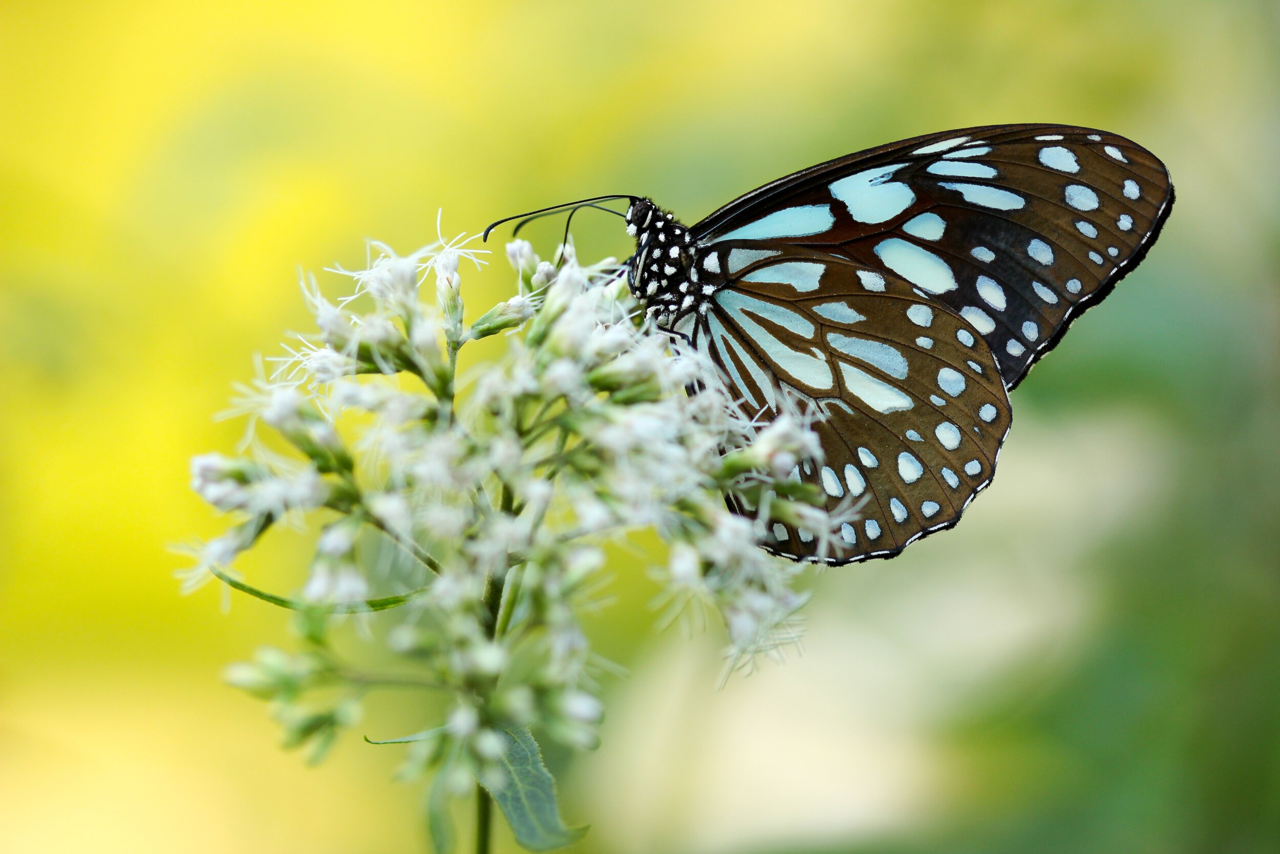  Butterflies and moths get "dust" on your fingers because they're wings don't actually have a color of its own. There are overlapping scales on their wings that interfere with light to produce color without pigment. Some of these colors we can't even