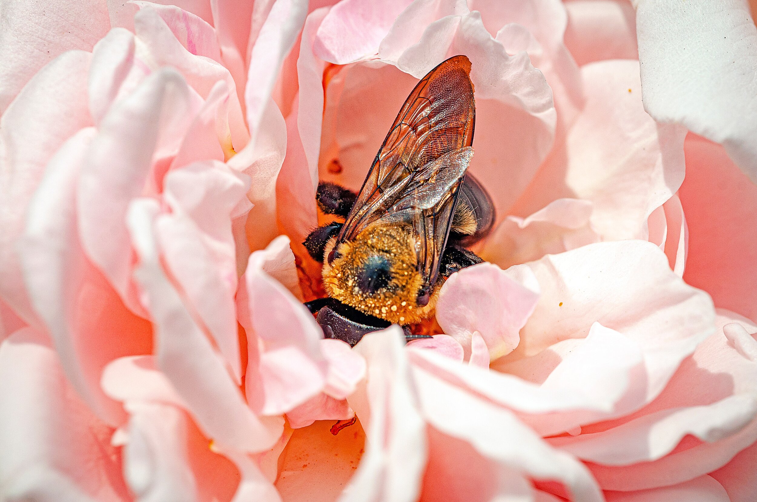  Carpenter Bees are a solitary species, the females of which tunnel into wood to raise their young. Their mate buzzes around outside trying to intimidate anything that approaches into believing he's tough even though he's entirely harmless. Turns out