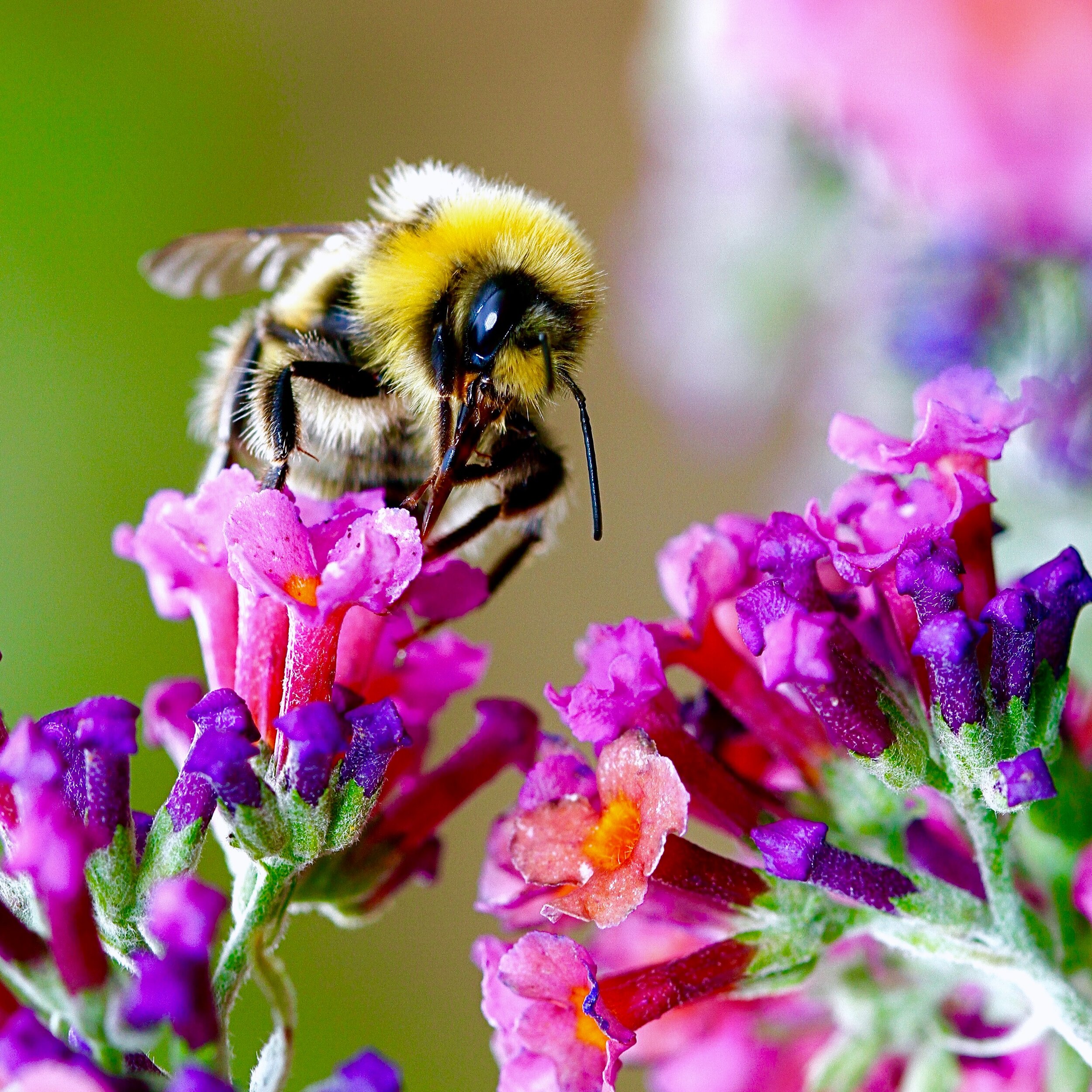  Bees and flowering plants started their love affair about 140 million years ago and have been modifying each other's behavior and appearance ever since. 