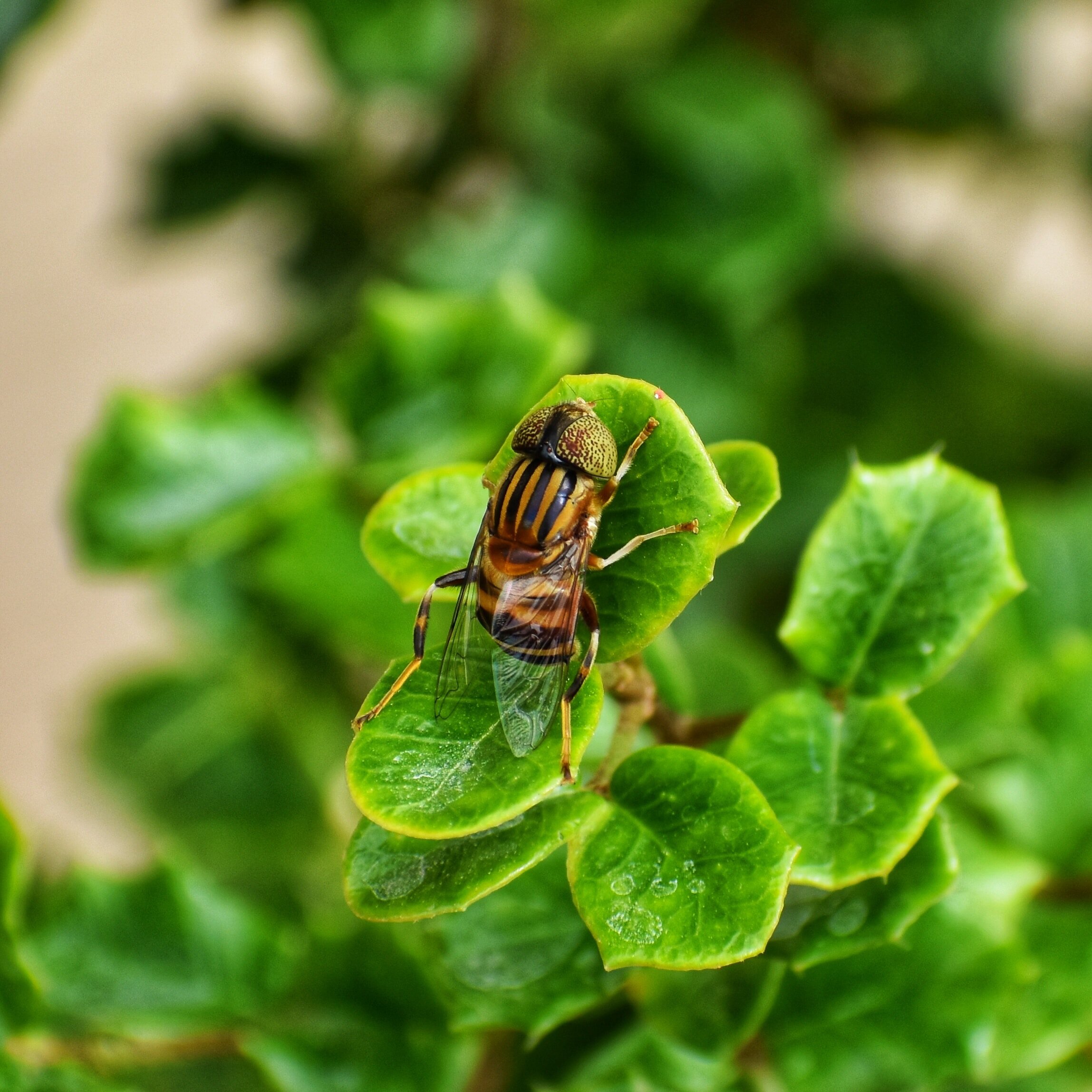  Fly eyes have all of those facets because they need to be extremely motion-sensitive. If something moves even just a millimeter, it will be visible in a facet it wasn't in just a second ago immediately letting the insect know you moved! This is why 