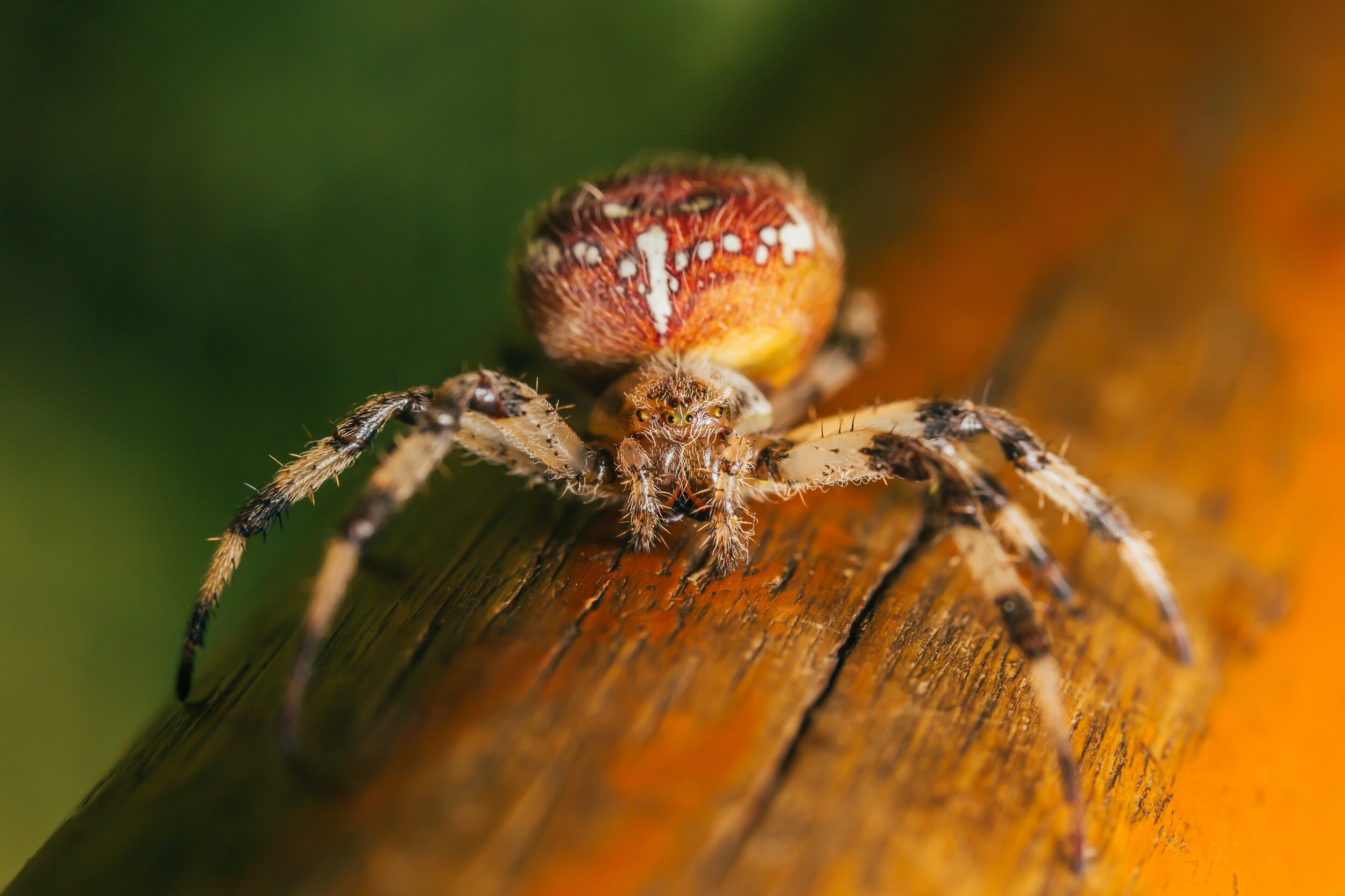  They may be wingless (as arachnids tend to be) but spiders have still found ways to take to the air. Creating a kite or a sort of balloon out of silk, spiders can soar to heights of greater than 15,000 feet and land safely to start a new life where 