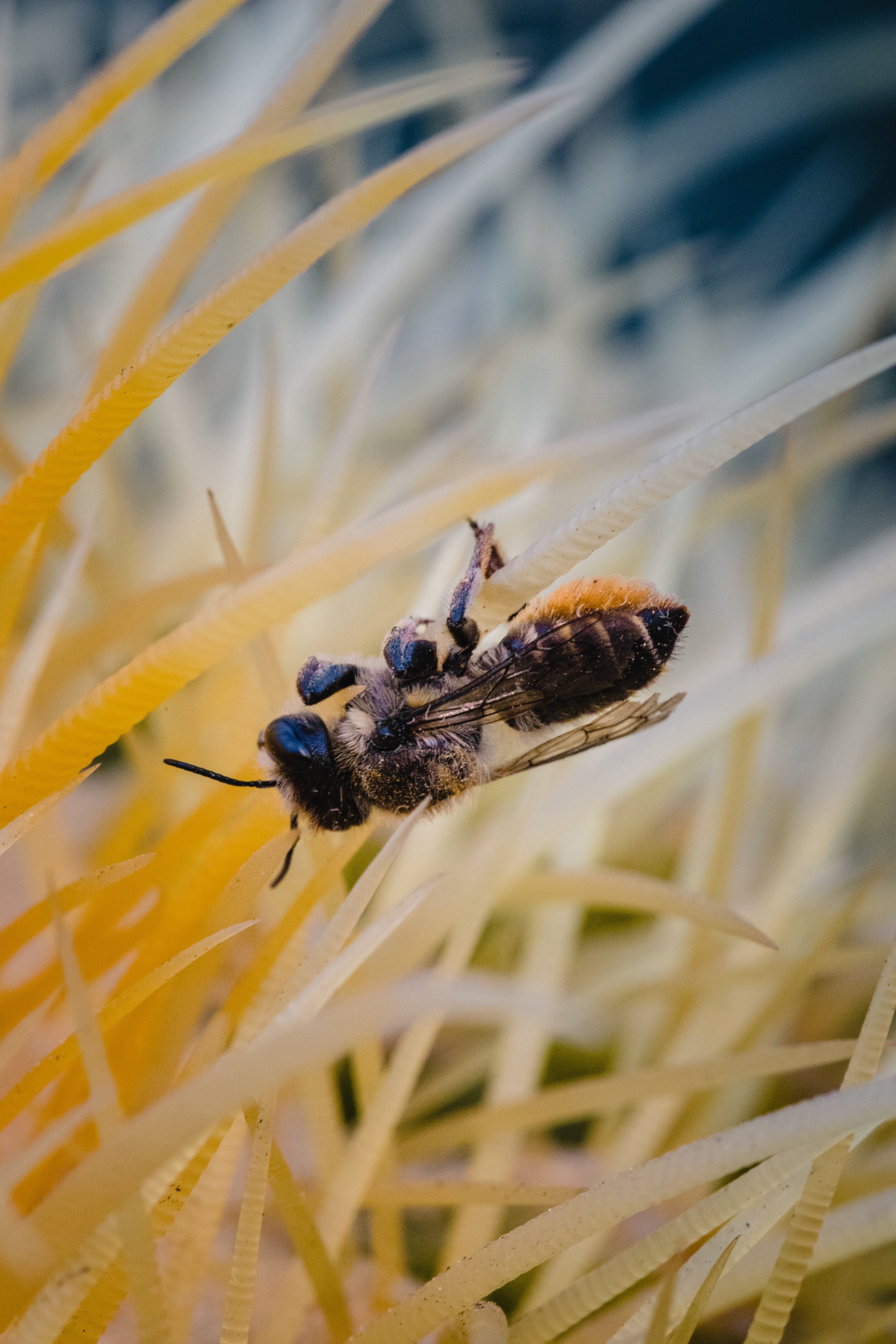  These leafcutter bees may look like honey bees but the dead give away is their rear end. Some bees collect pollen with a brush made of hairs on the bottom of their abdomen like the bee you see here while honey bees use a basket on their legs. The bu