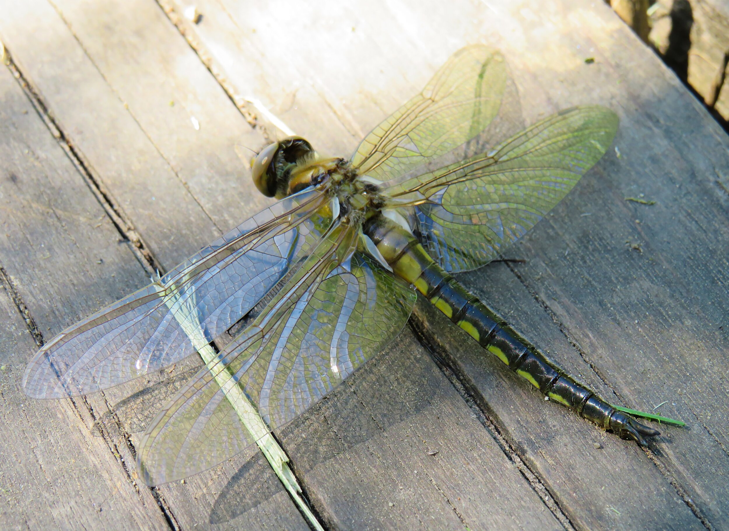  Baby Dragonflies breathe through their anuses…Enough said. 