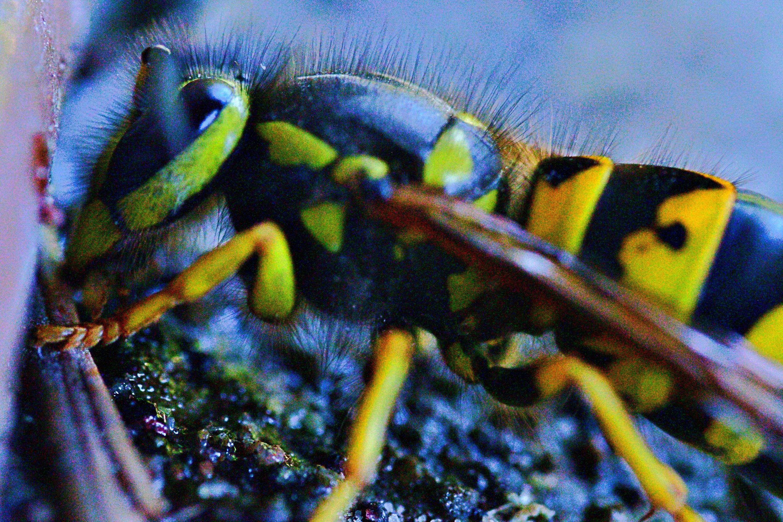  Those football-shaped doohickeys from which Winnie the Pooh tries to collect honey are NOT bee hives!!! Those are the homes of wasps like this one (and quite often the nests of hornets)! The wasps do not make honey and I'm sure they don't care for M