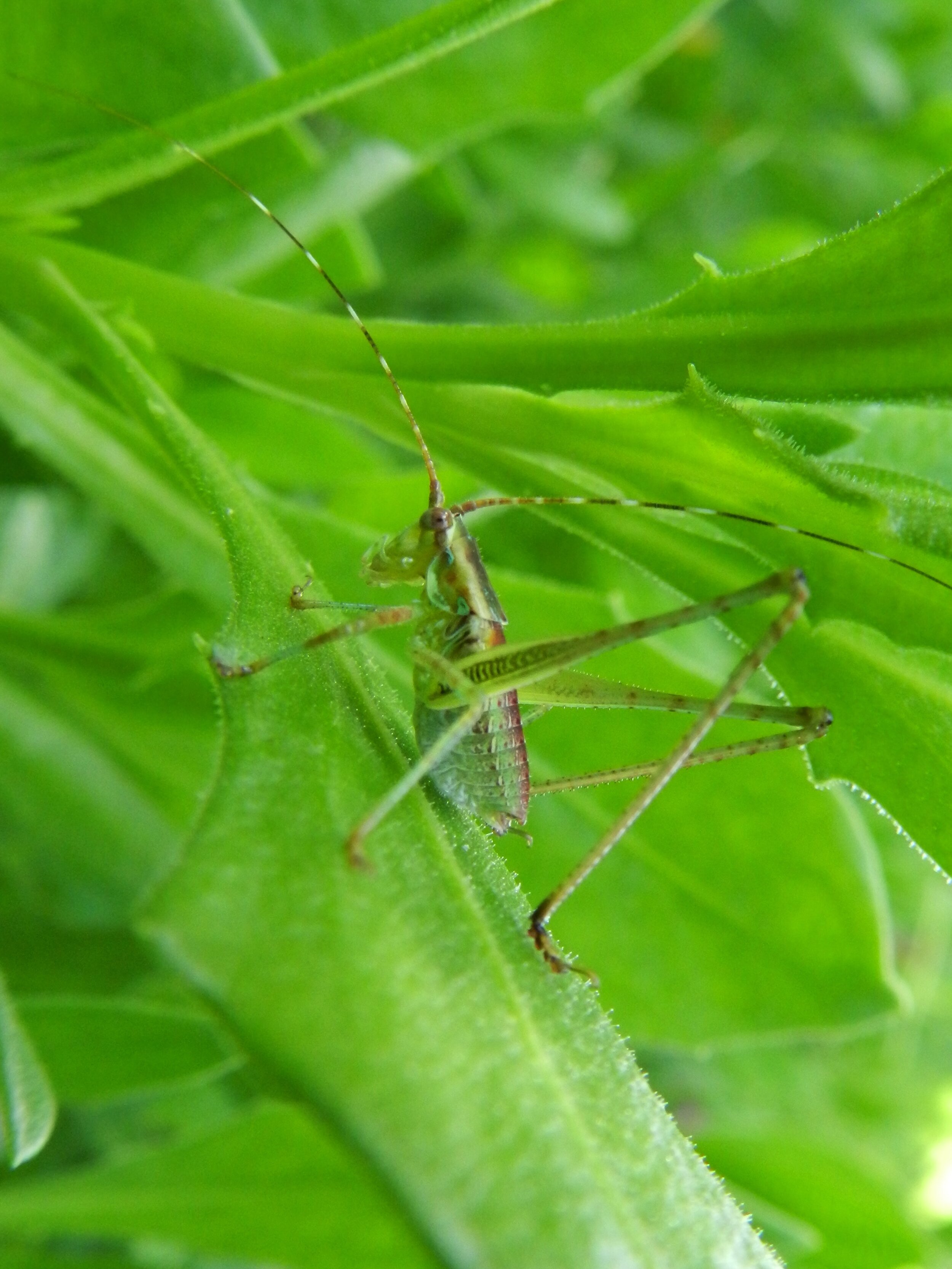  The region of the leg that connects grasshopper, cricket, and katydid legs to their bodies is swollen in appearance because of the huge muscles contained therein. With legs far longer than their bodies, they can rocket themselves a distance of more 
