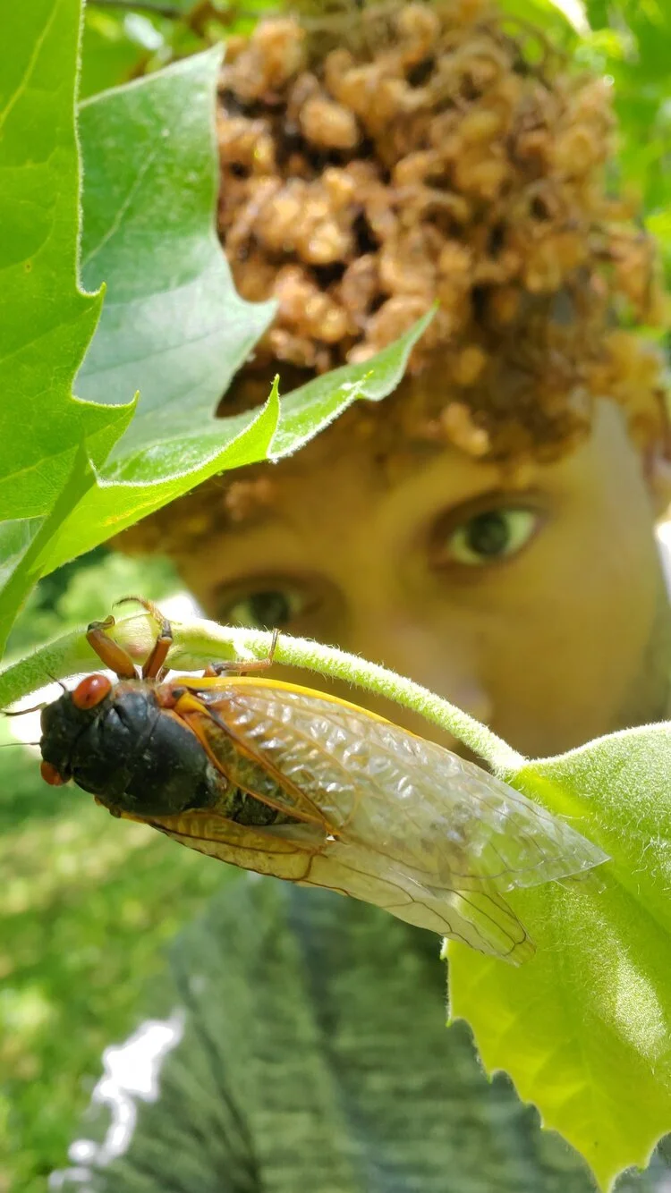 Cicadas Symphony 2021