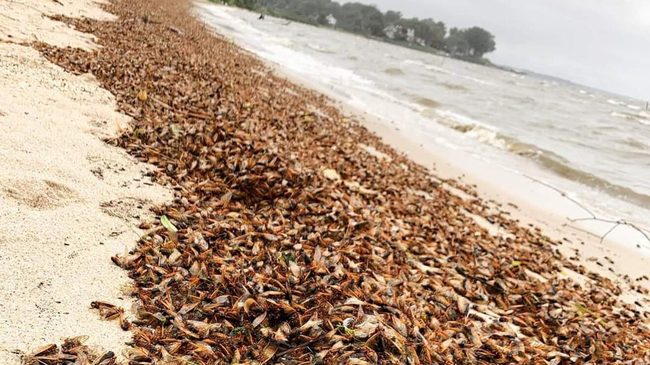 ABC7: "Cicada experts tell 7News why thousands of cicadas washed up on this Maryland beach"