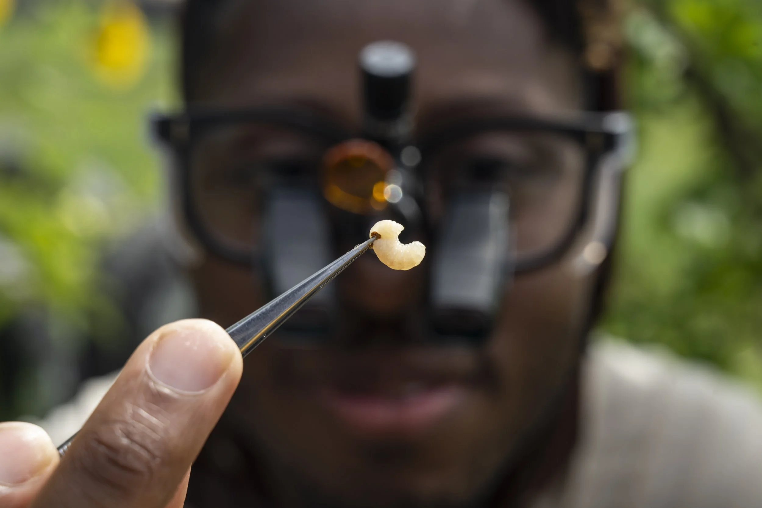 Conducting Bee Disease Diagnostics (10).jpg
