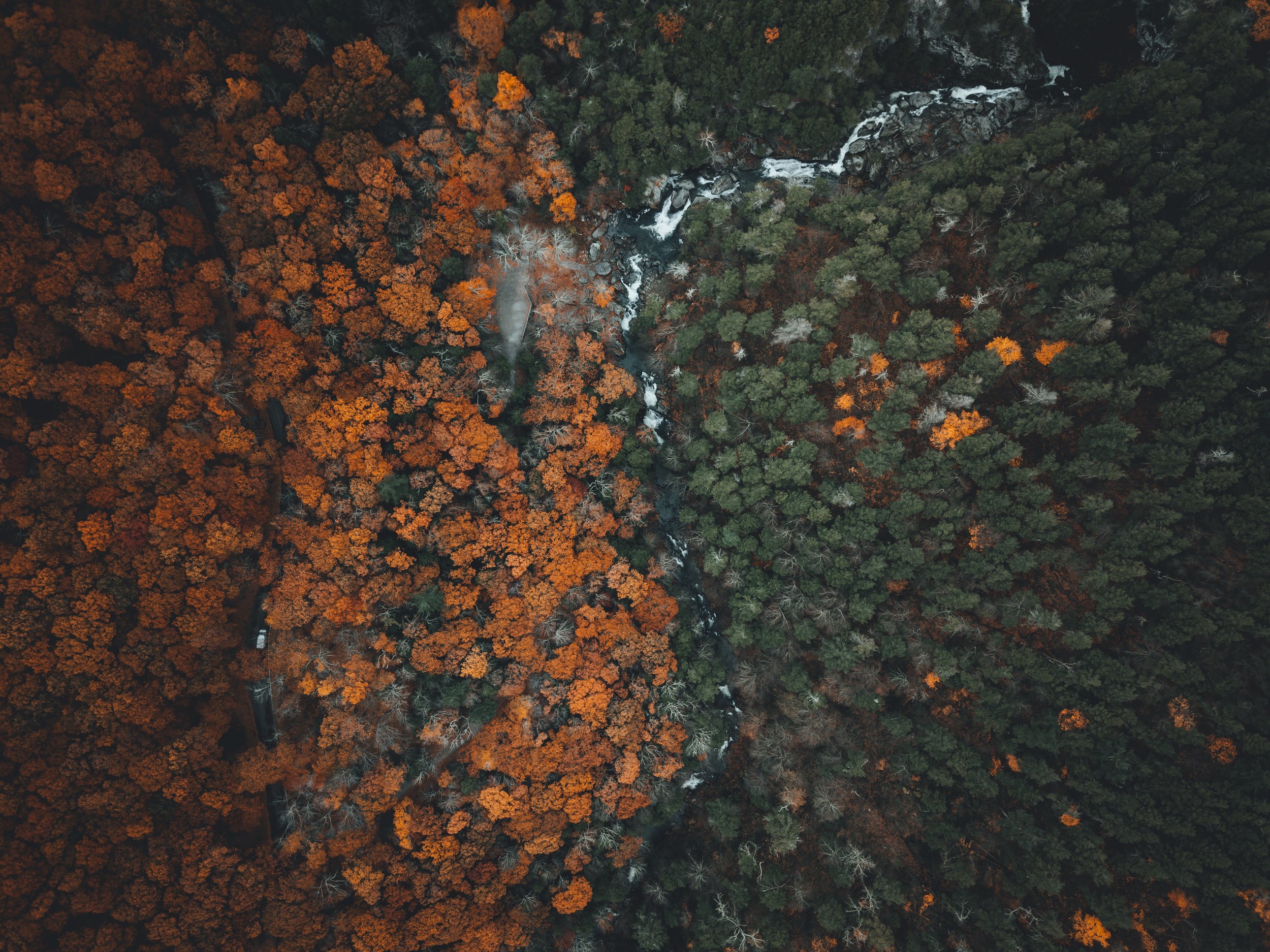 An aerial view of a forest with trees in autumn colors and a river flowing through the trees.
