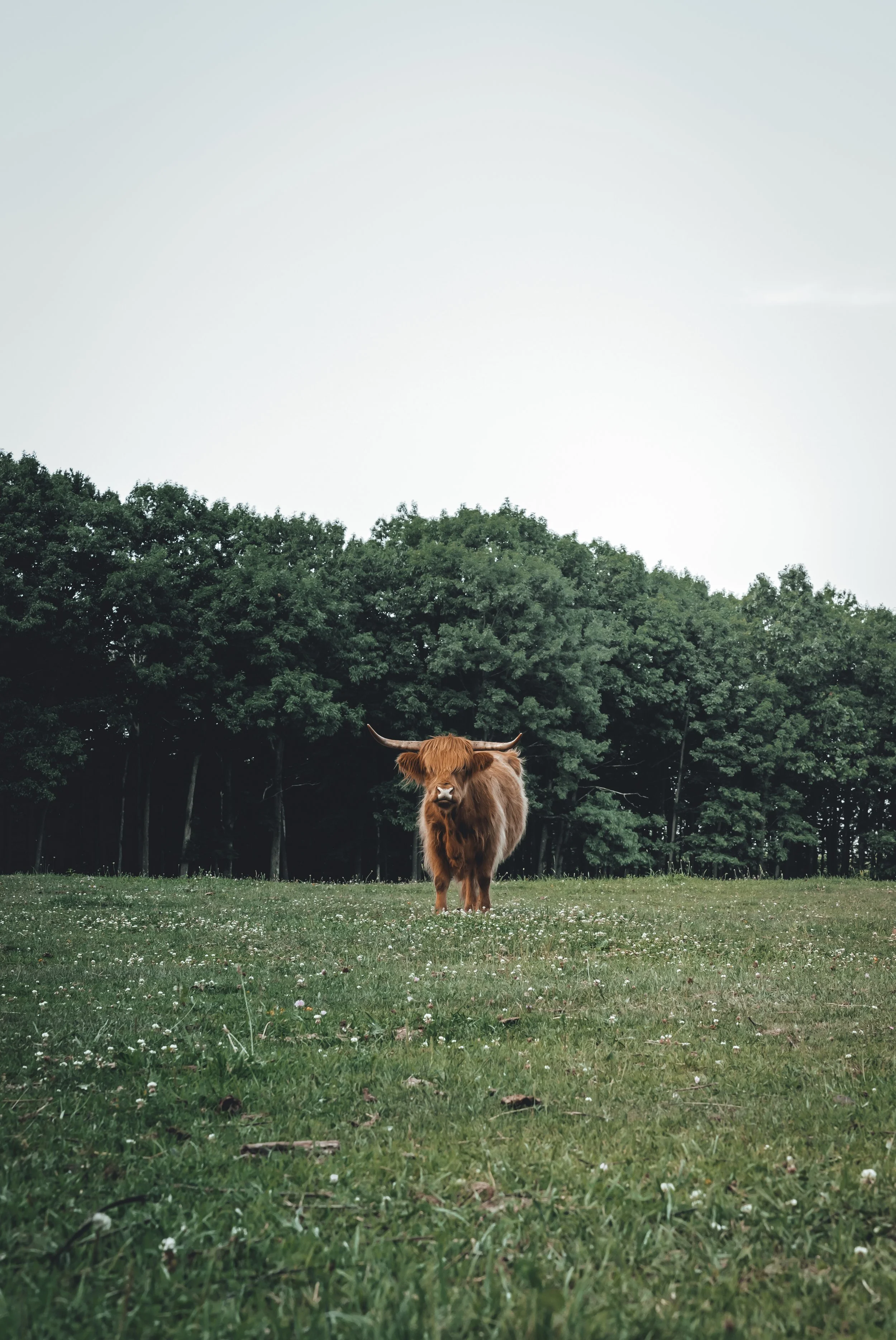 A highland cow standing alone on a grassy field, with trees and a pale sky in the background.