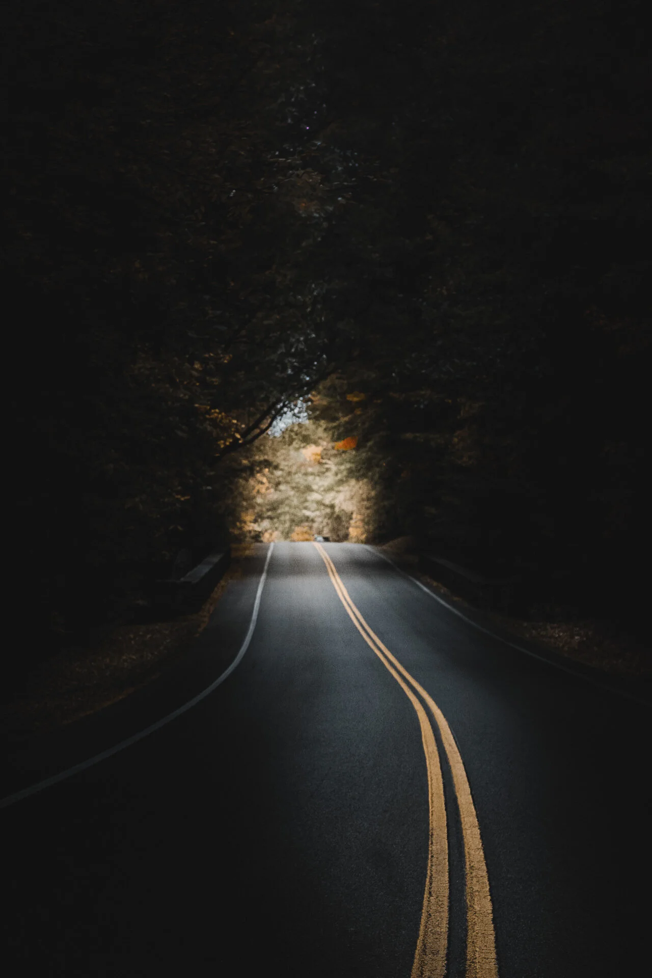 A dark, winding road through a forest at night with headlights illuminating the path and trees overhead.