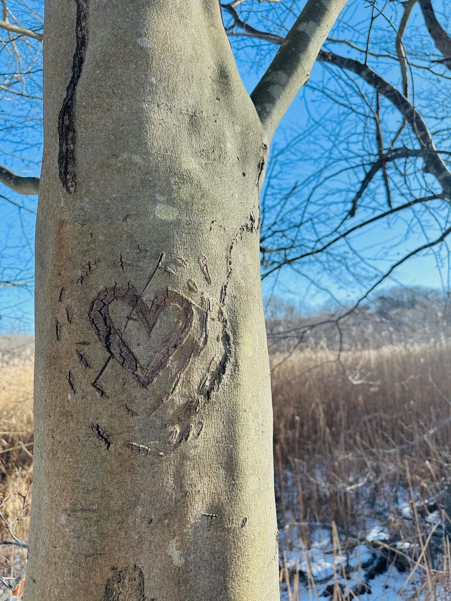 Your Solstice Emergence