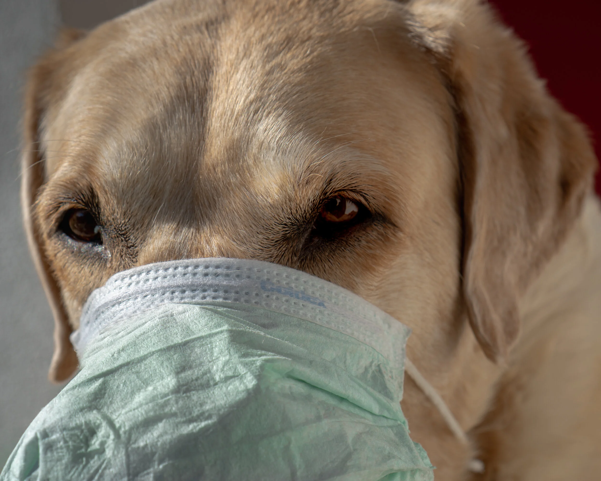 Stuck at home with the Dogs?