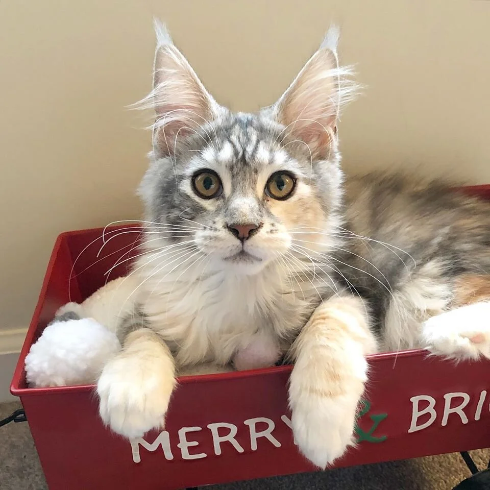 Hattie Mae is crucial in helping dogs learn to be calm around cats