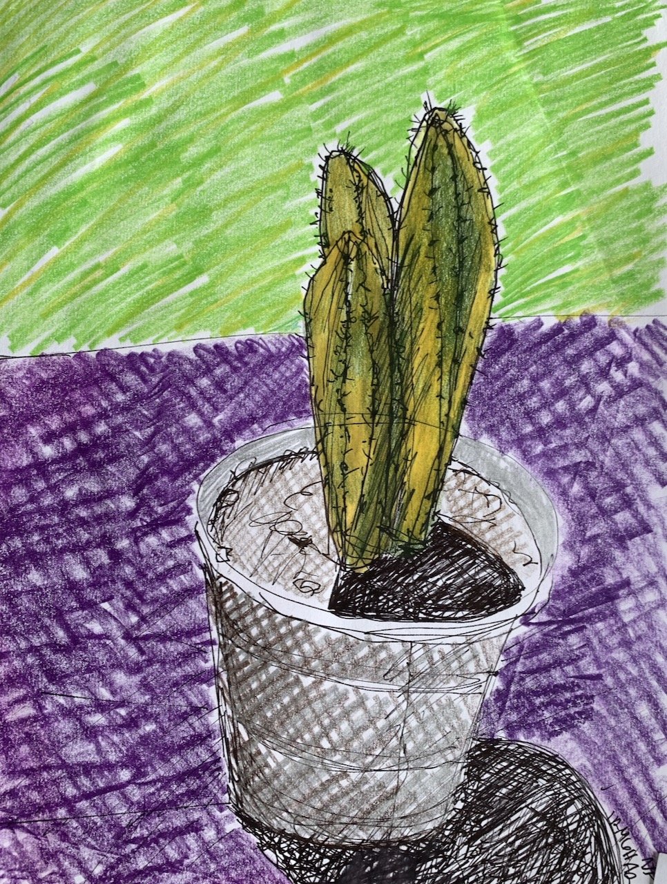 cactus.jpeg