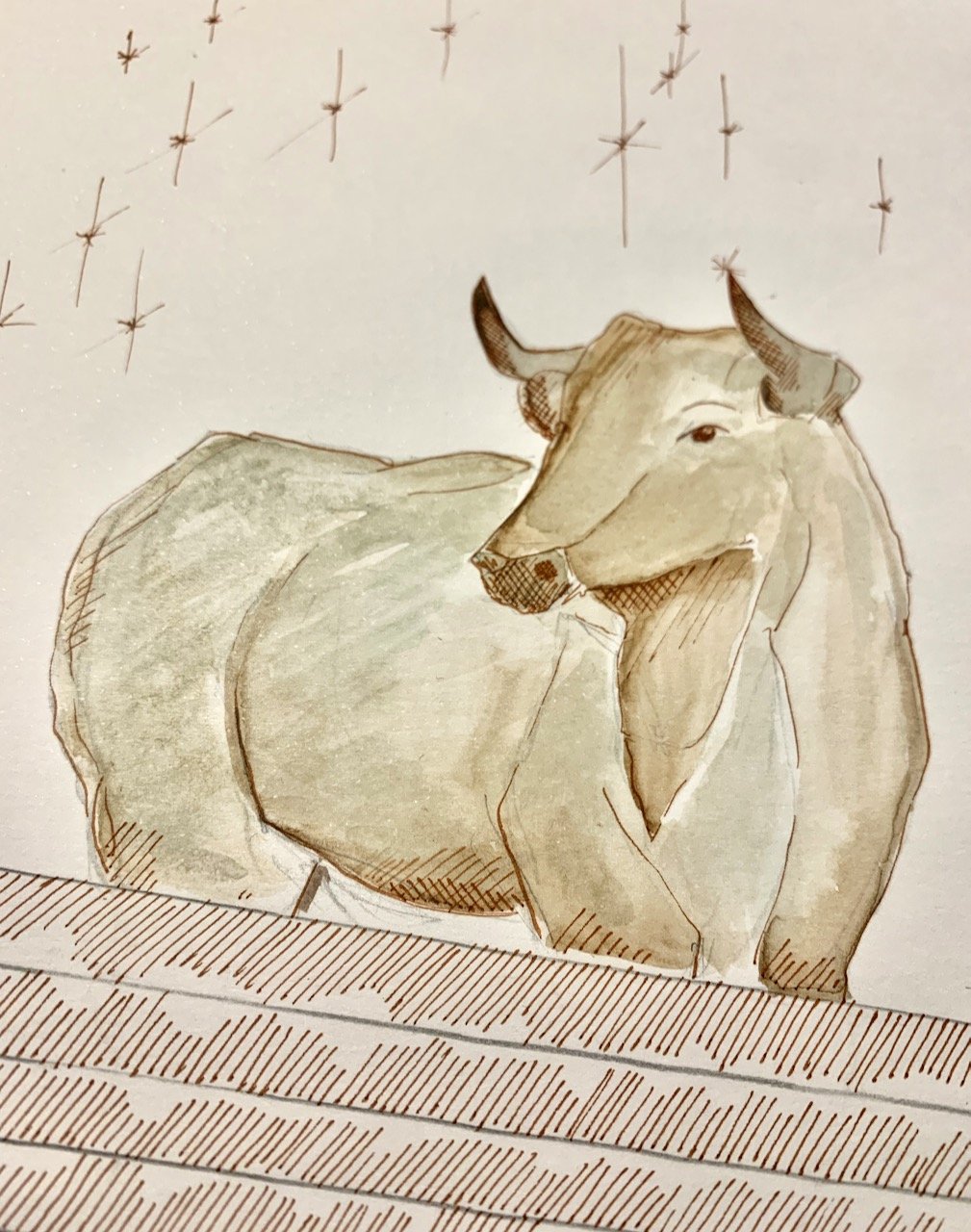 toro.jpeg