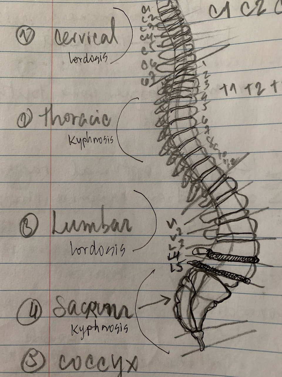 spine.jpeg