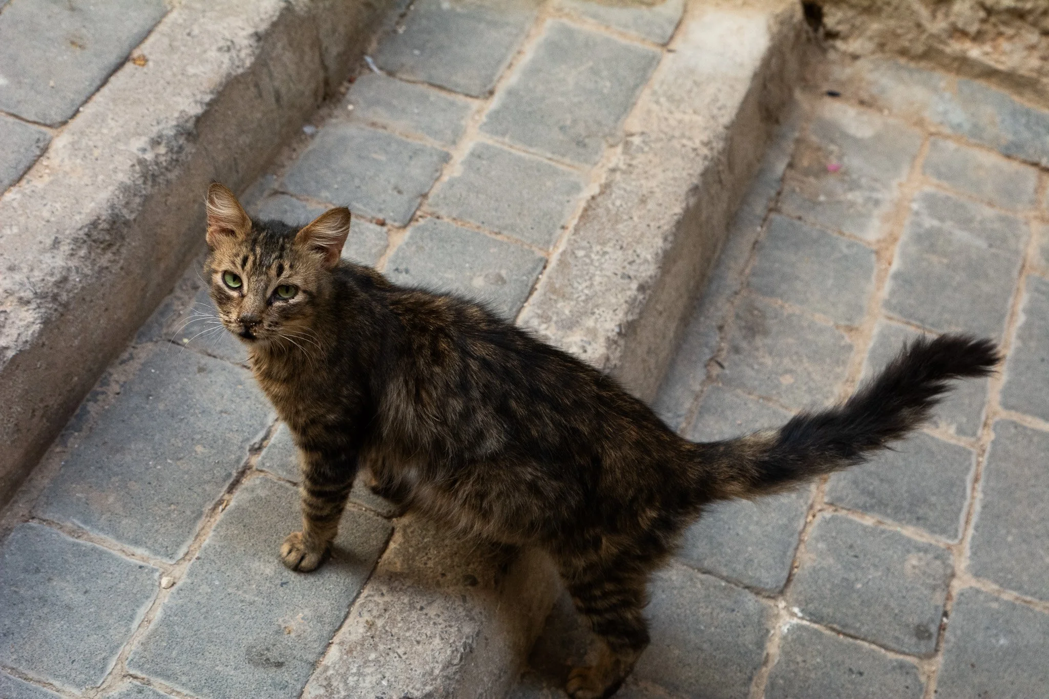DSC_0866.jpg