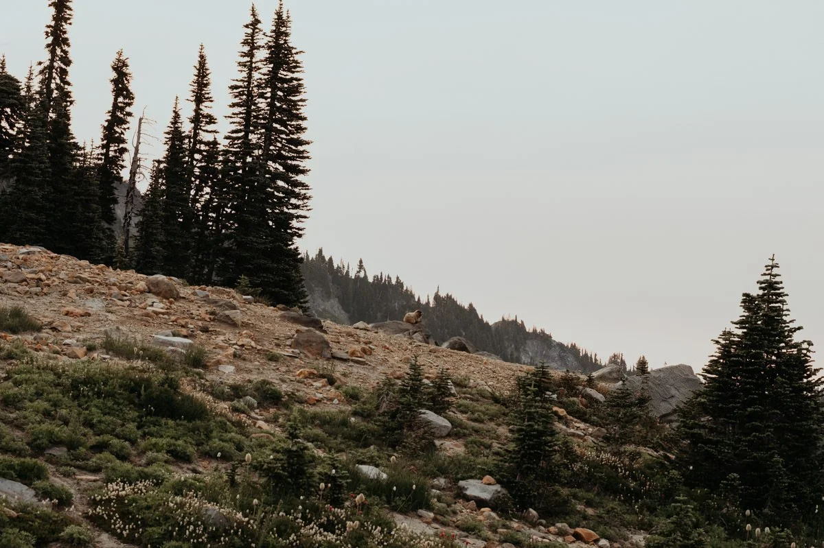 mt-rainier-sunrise-wildflower-elopement_7.jpg