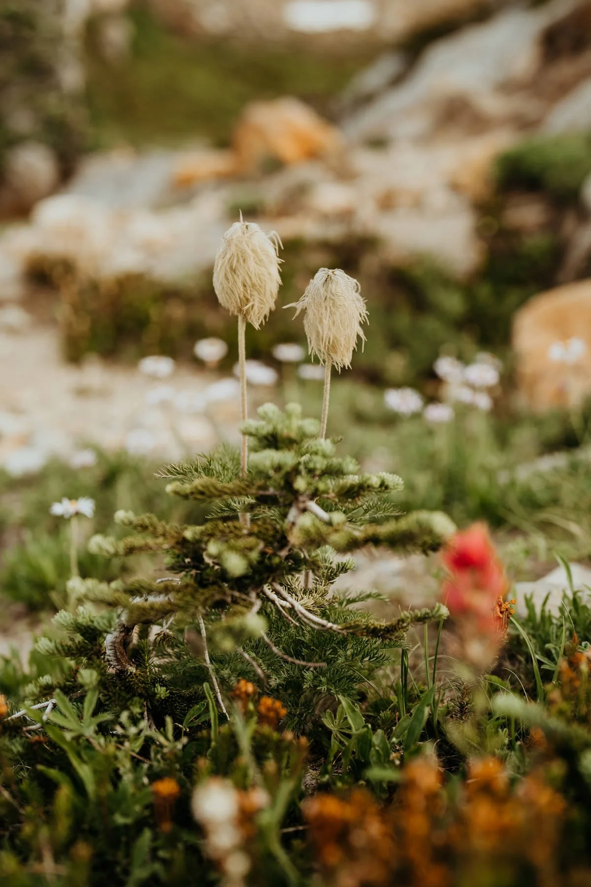 mt-rainier-sunrise-wildflower-elopement_18.jpg