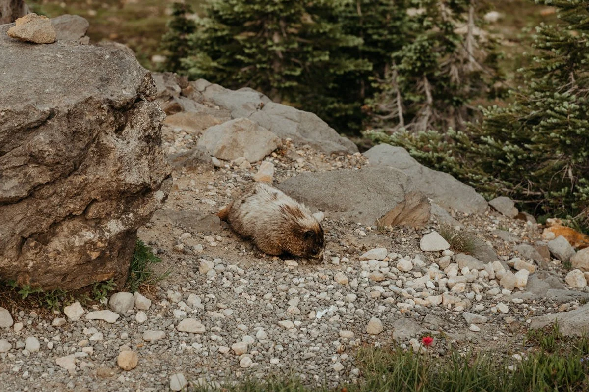 mt-rainier-sunrise-wildflower-elopement_19.jpg
