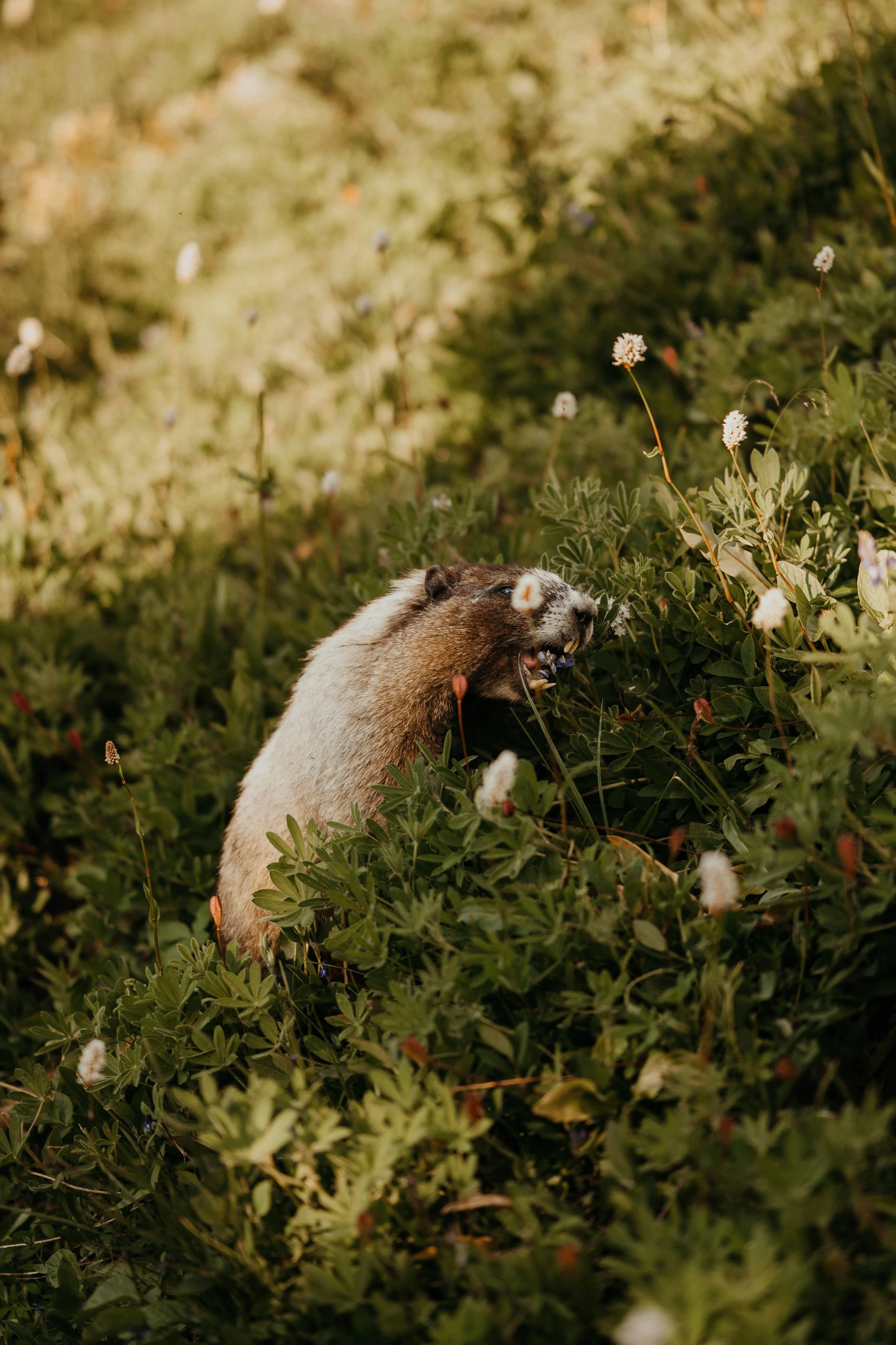 mt-rainier-elopement_58.jpg