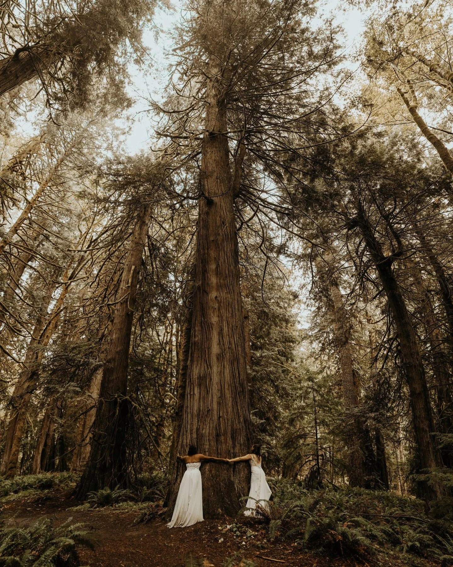 the forest when it rains.