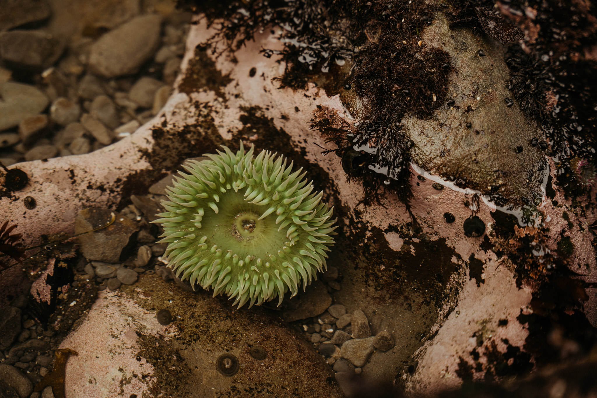 rialto-beach-tidepools.jpg