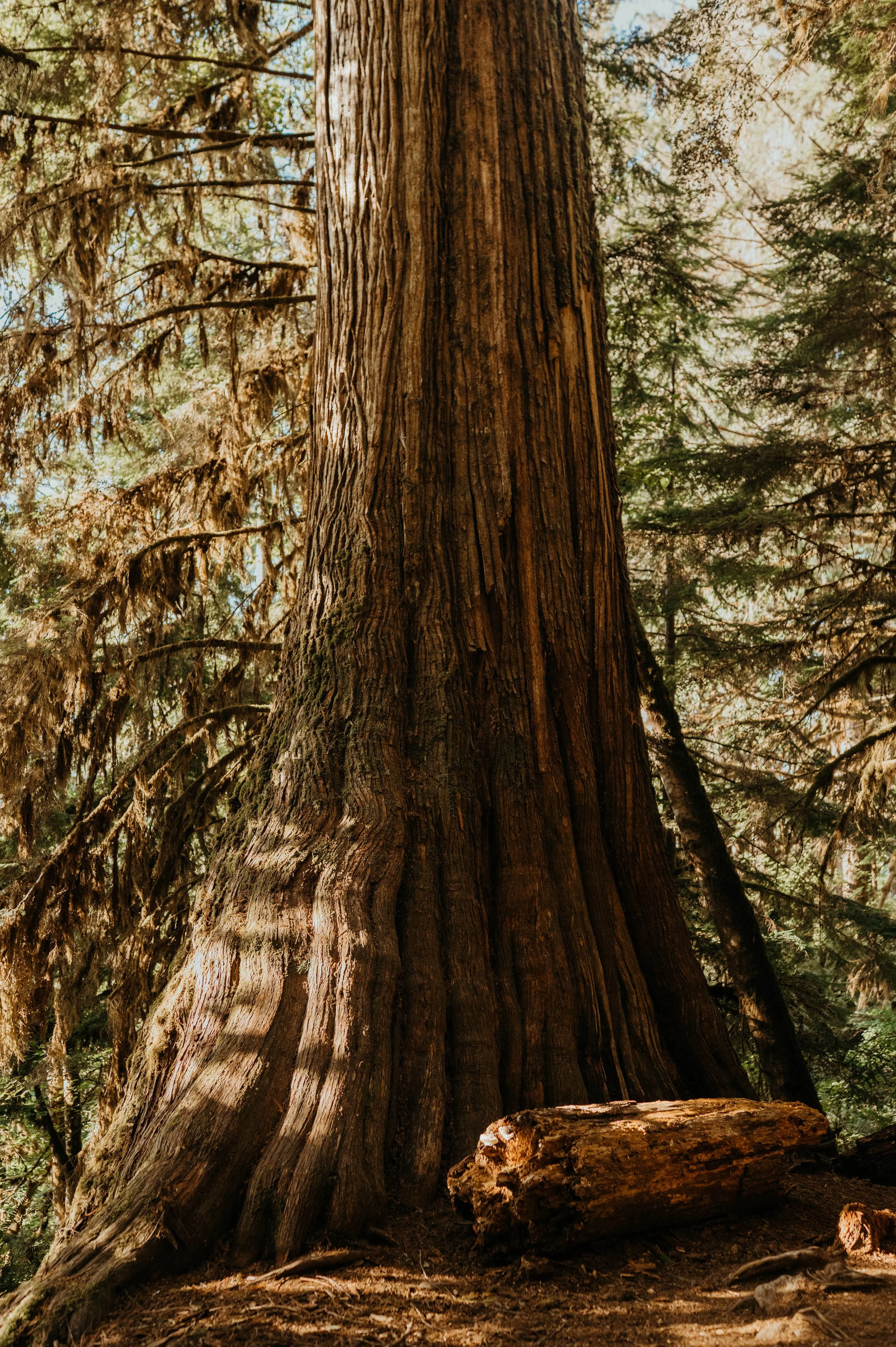 baker-lake-hiking-elopement_42.jpg