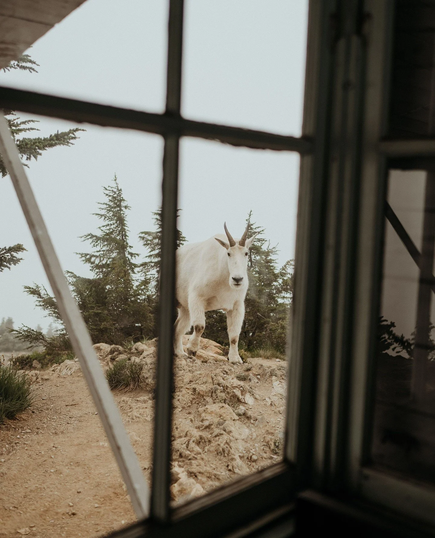 Mountain goat add-on only available for select dates and locations. Must be extremely lucky to receive. Enter the lottery here: wilderpines.com/contact 🐐