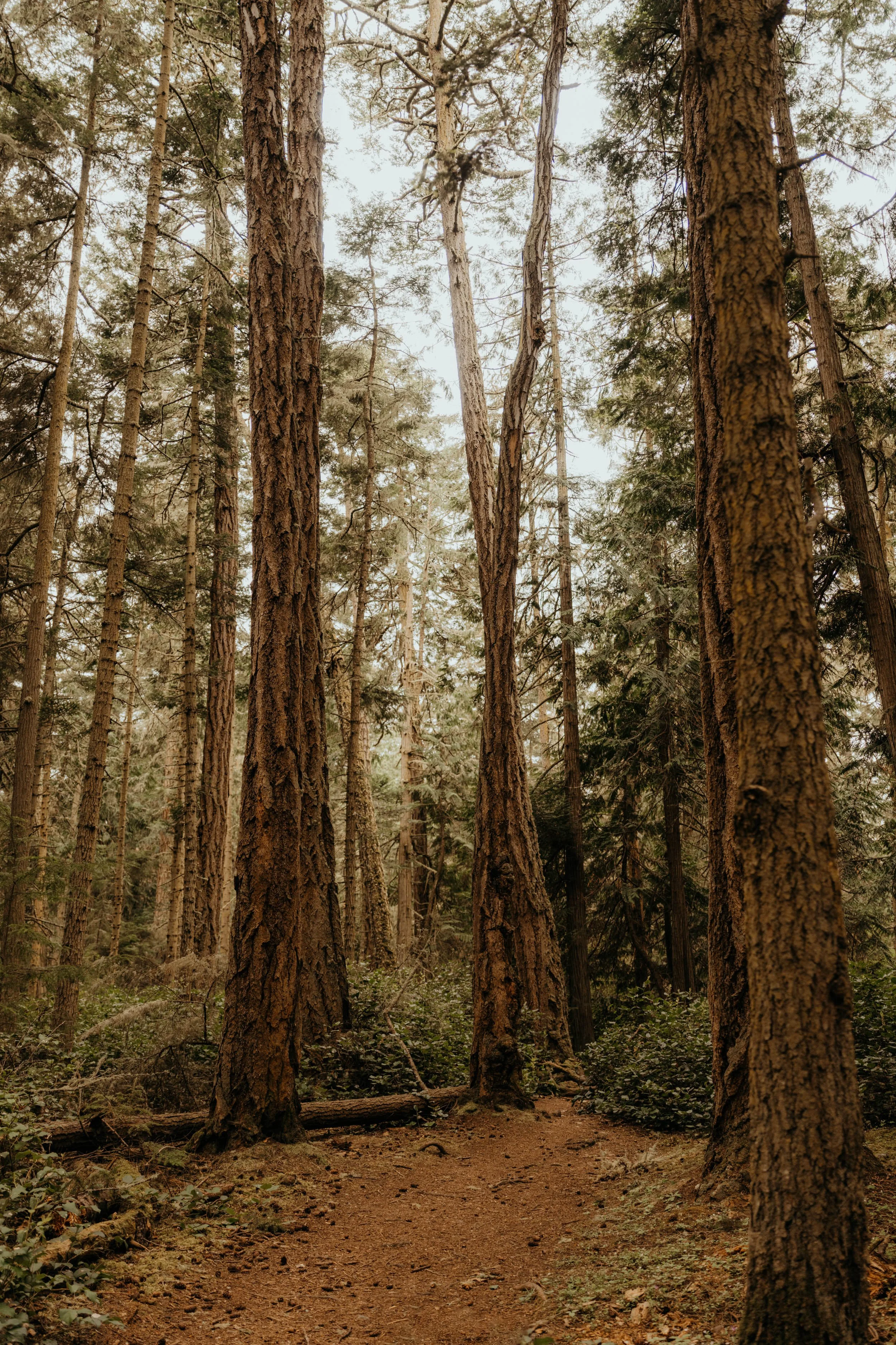 lopez-san-juan-island-elopement_71.jpg