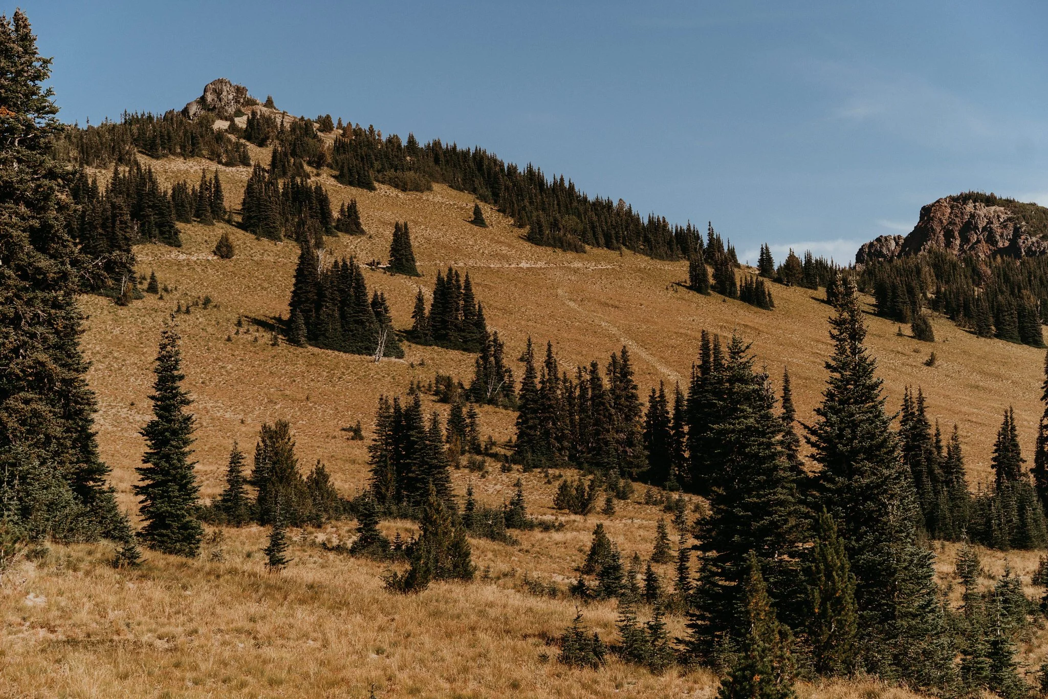 A mountainous landscape with a mixture of green pine trees and yellowish grass, under a blue sky.