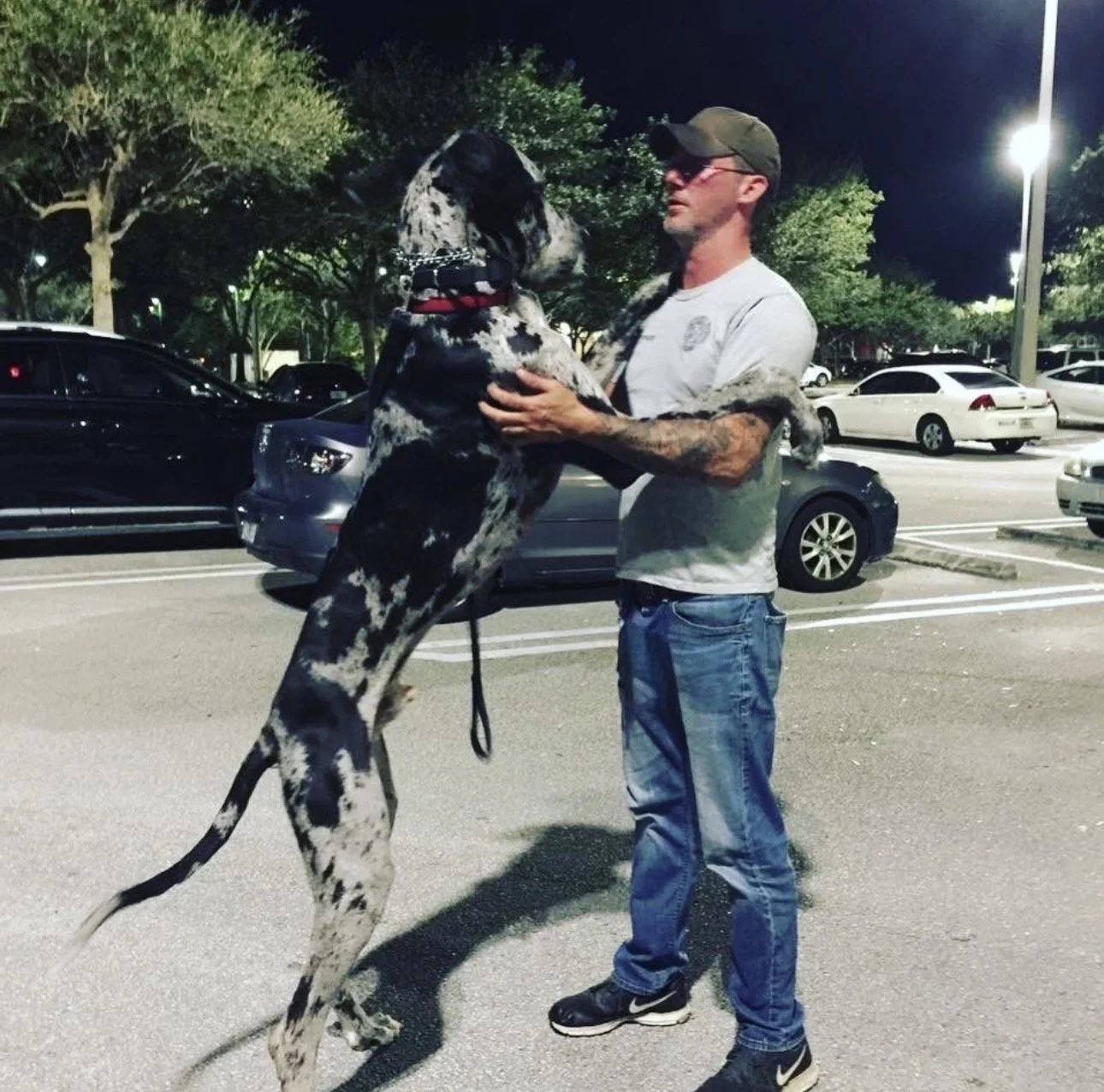 Expert dog trainer with a great dane after successful completion of behavioral board training. Canine professional assisted in reactive leash training, sit and stay obedience training, as well as aggression reduction training.