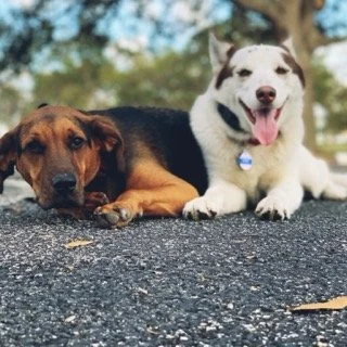 White husky and a red boned coon hound resting calmly  during a residential board and train stay in Palm Beach County, Florida..
