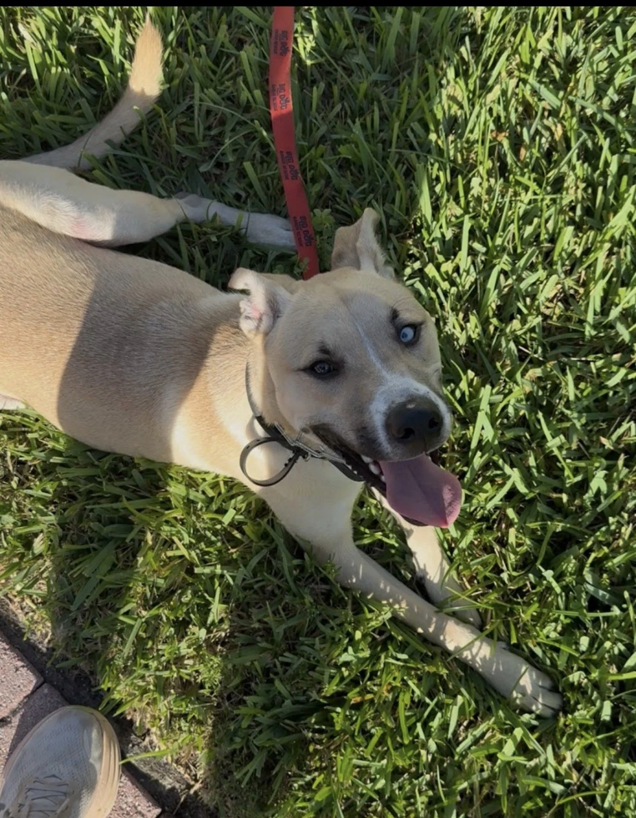 Beautifully tanned dog sitting on a leash in the grass after being successfully board trained and domesticated.