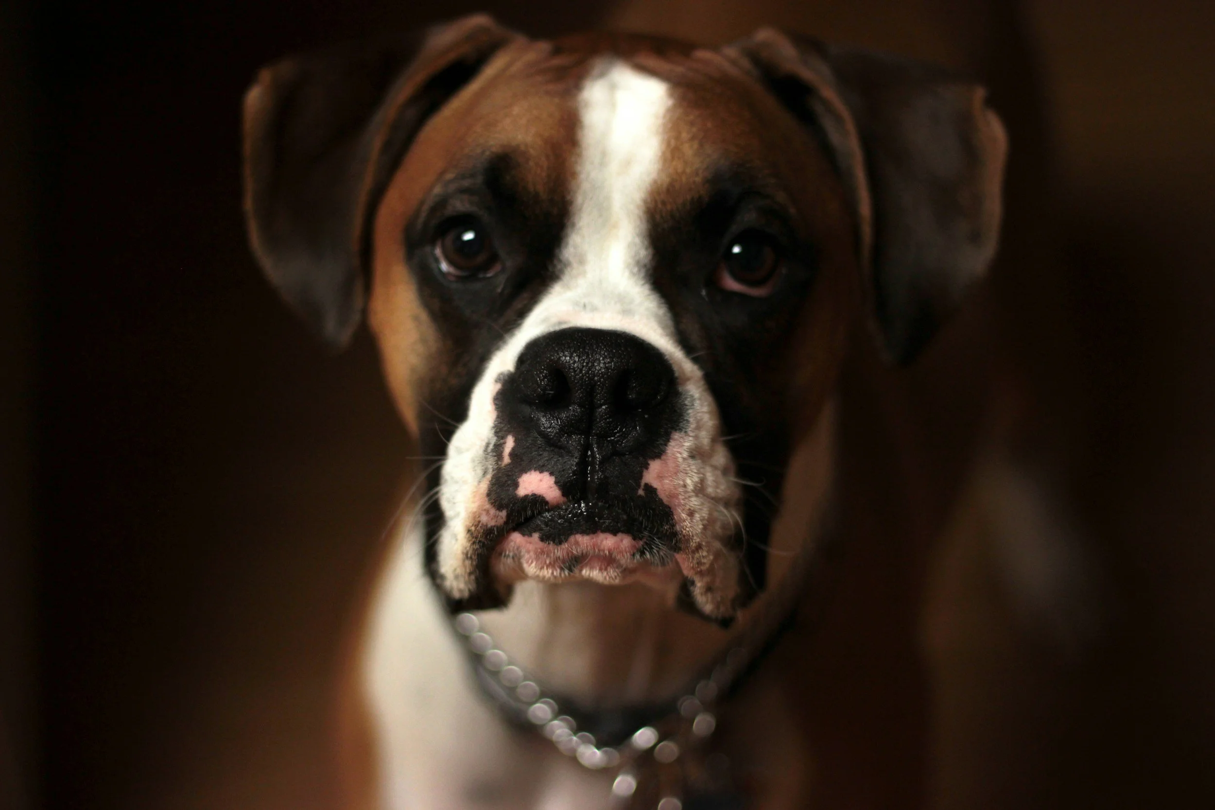 Sad dog being punished for having anxiety.
