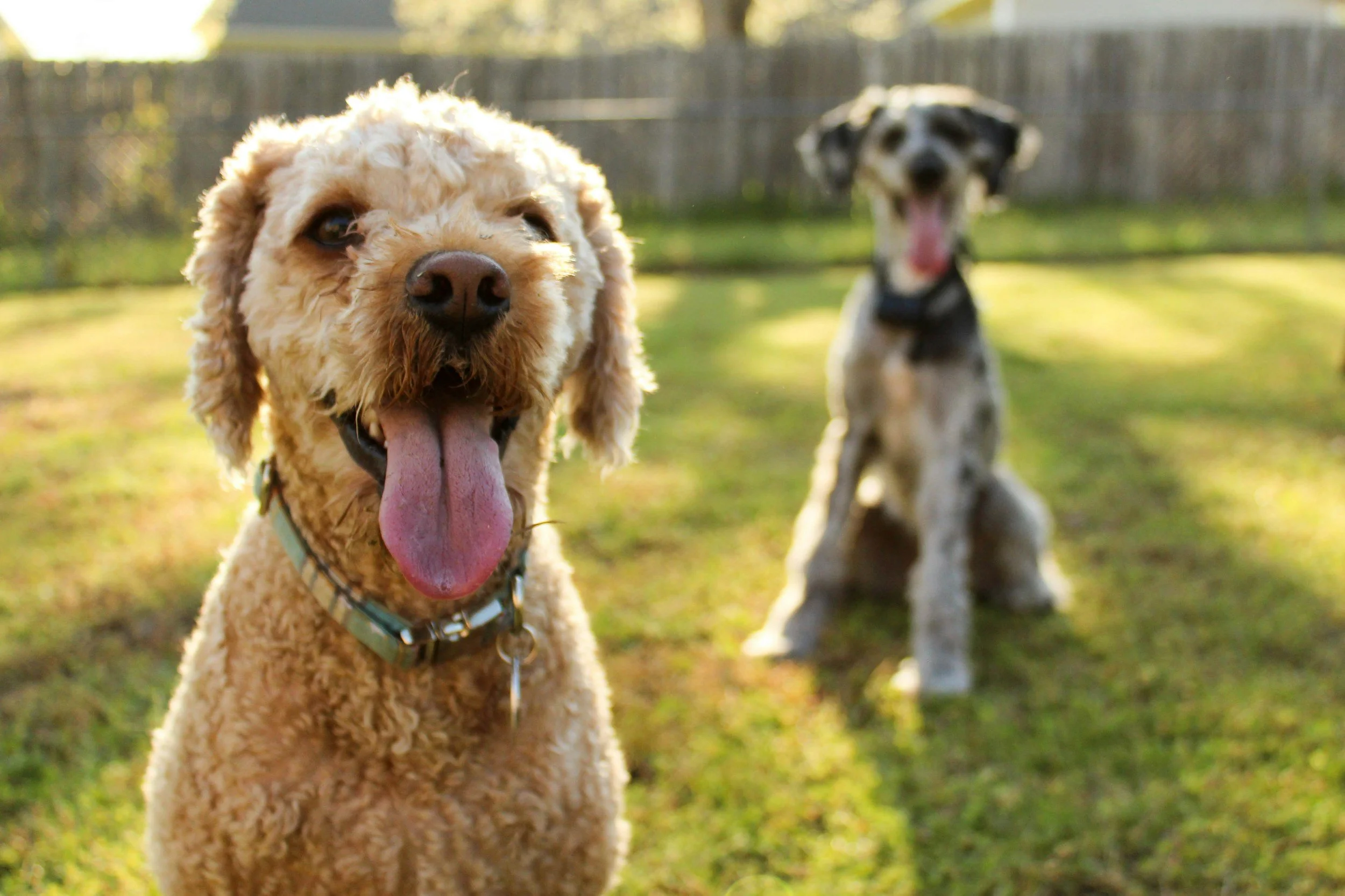 Two dogs communicating naturally, demonstrating how mother nature uses boundaries and corrections in canine social structures.