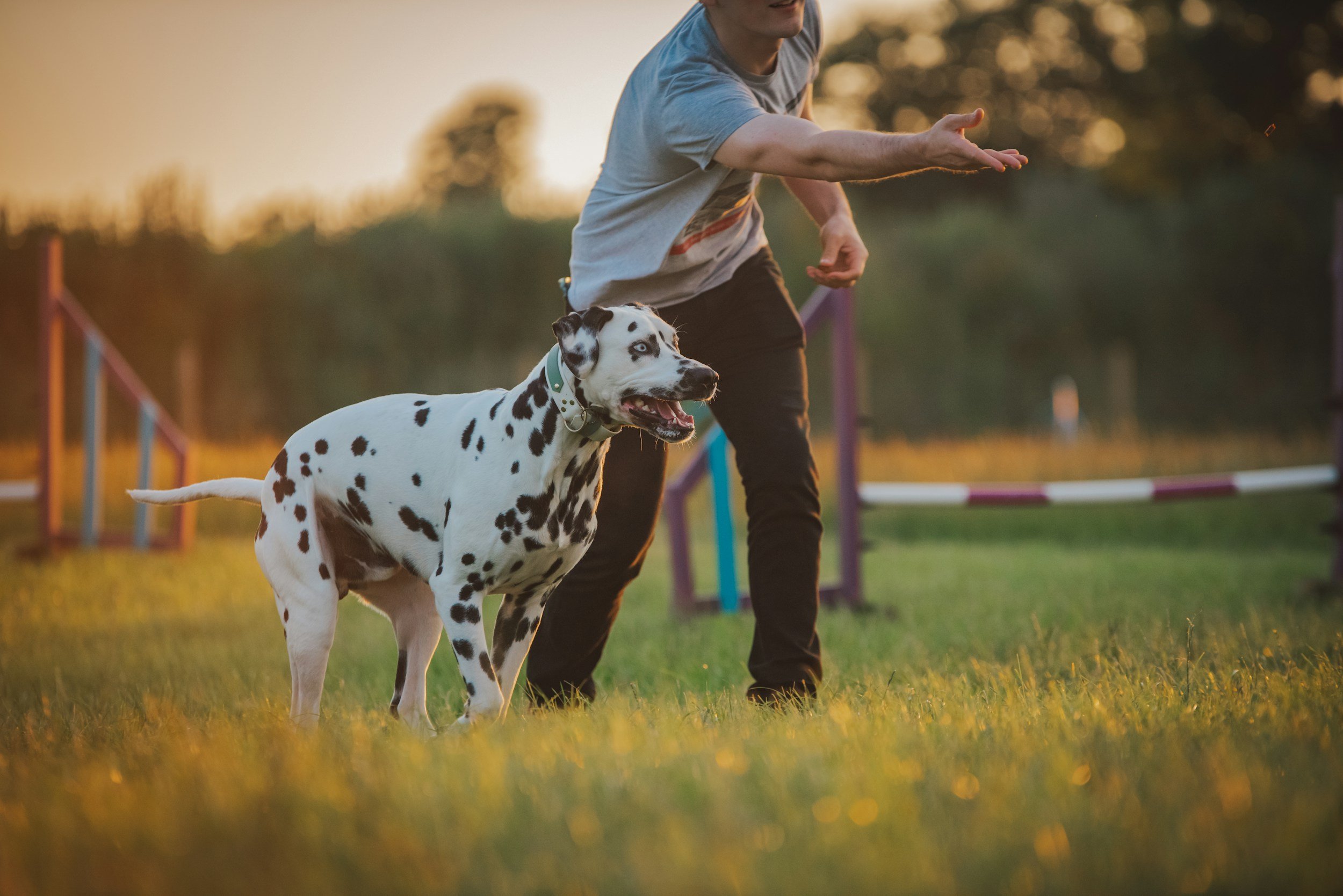 A certified master dog trainer practicing loose-leash walking with a dog outdoors in Palm Beach, Florida.