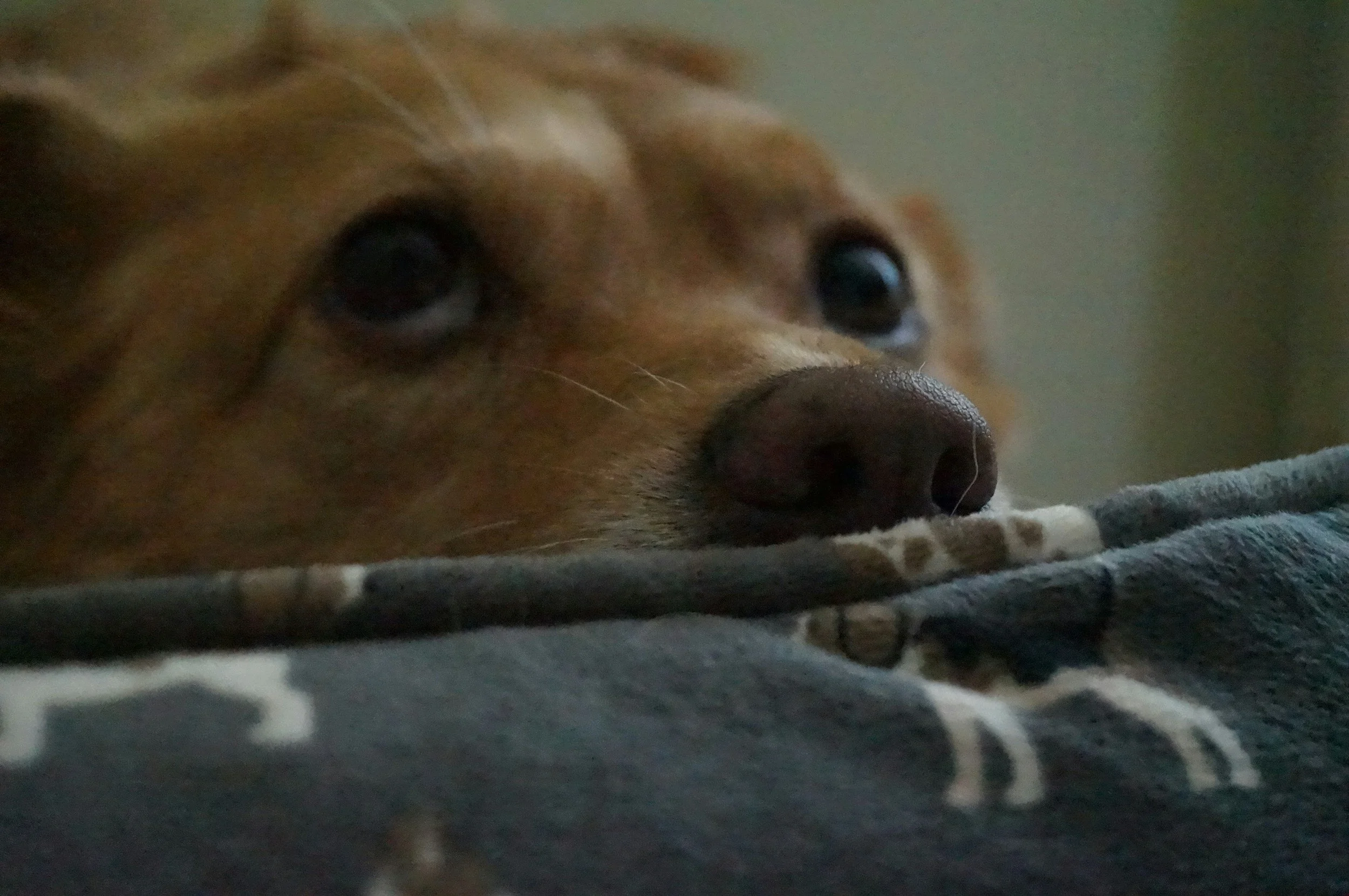 A newly adopted rescue dog peeking out from a safe hiding spot, illustrating early-stage rescue dog decompression and fear management.