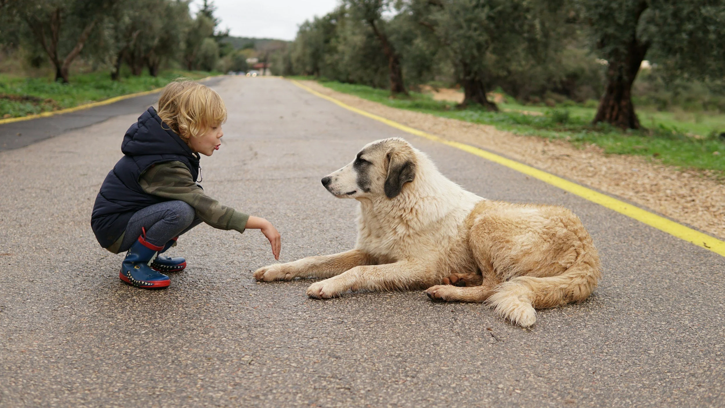 A dog owner practicing low-pressure hand feeding with a cautious rescue dog to build trust in a South Florida home.