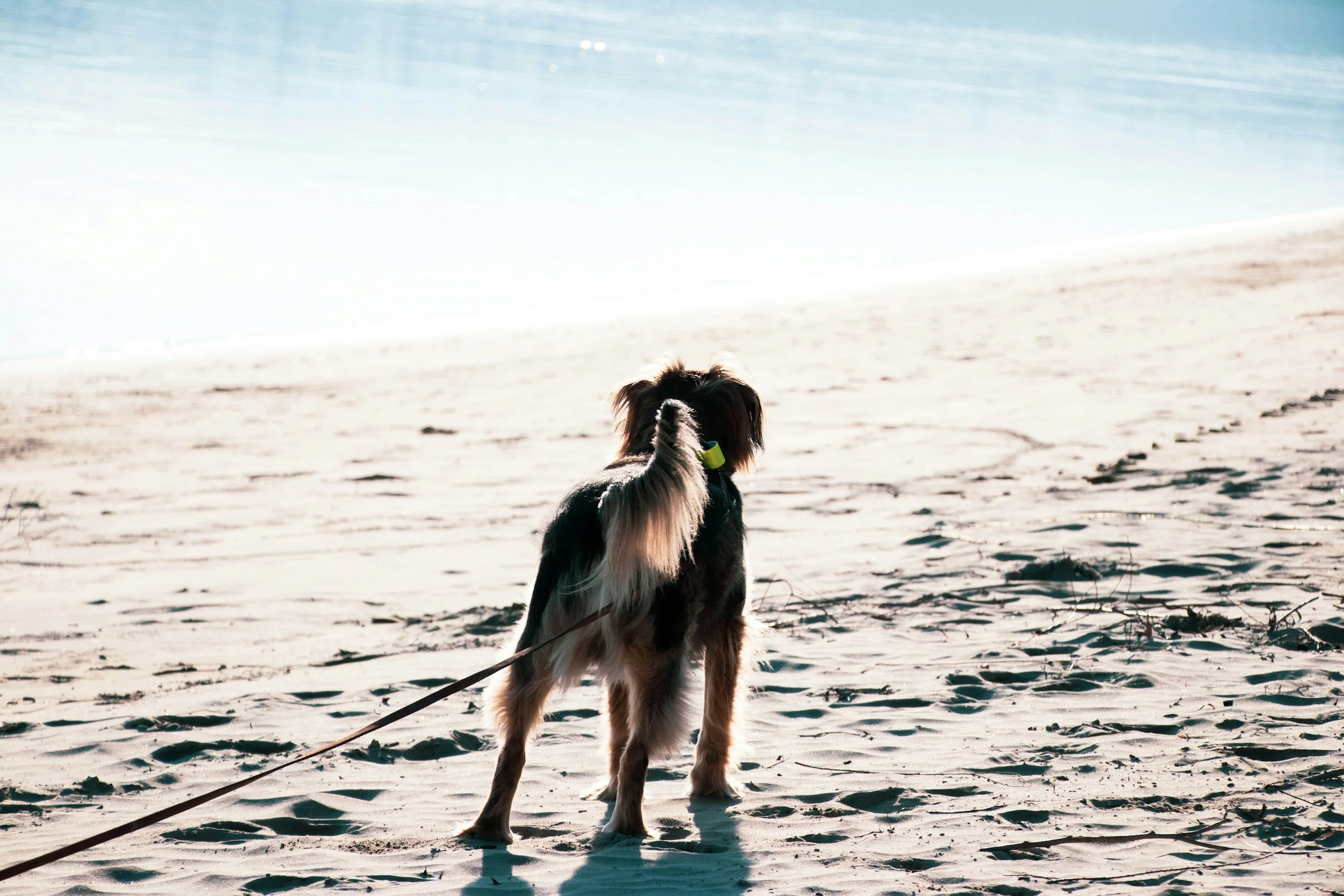 Dog trainer practicing leash control and focus exercises with an Australian Shepherd in Deerfield Beach