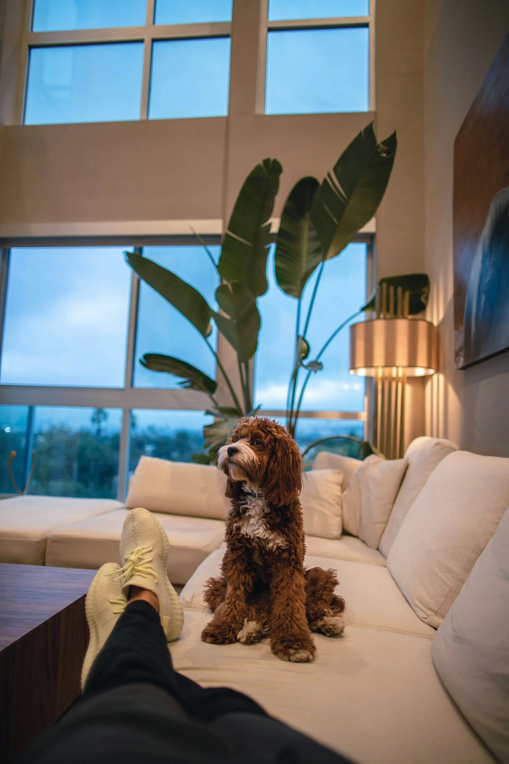 Puppy sitting on the couch in a modern Fort Lauderdale apartment waiting to be potty trained.