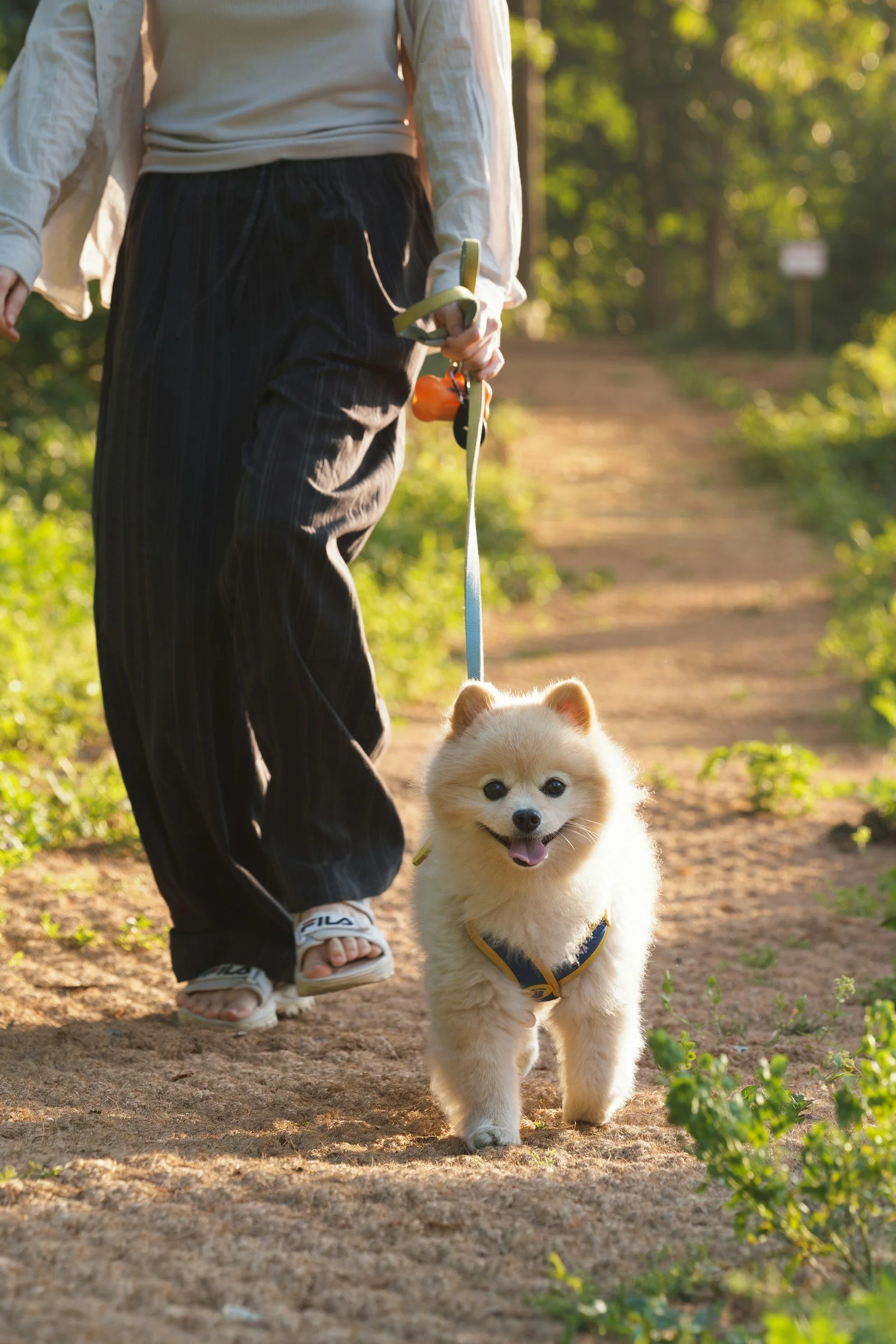 Certified dog trainer guiding a puppy on a leash training walk in a Delray Beach Florida park.