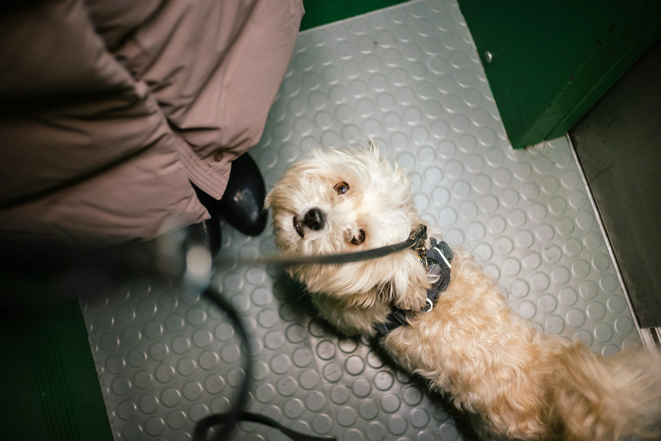 Small puppy sitting attentively inside an apartment building elevator in Fort Lauderdale waiting for a reward treat.