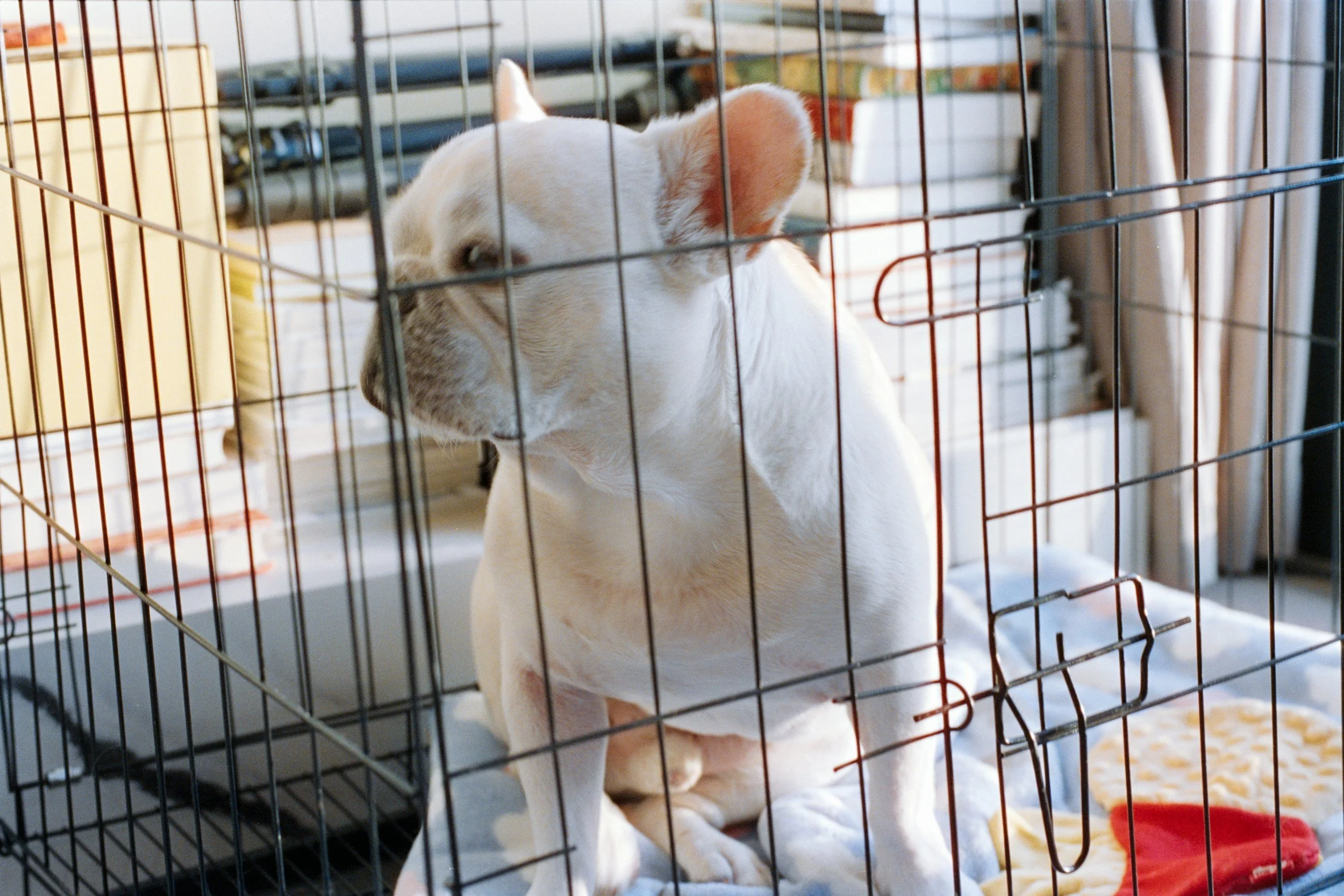 Well-trained puppy resting calmly inside a cozy crate setup in a modern apartment living room in Lighthouse Point Florida.