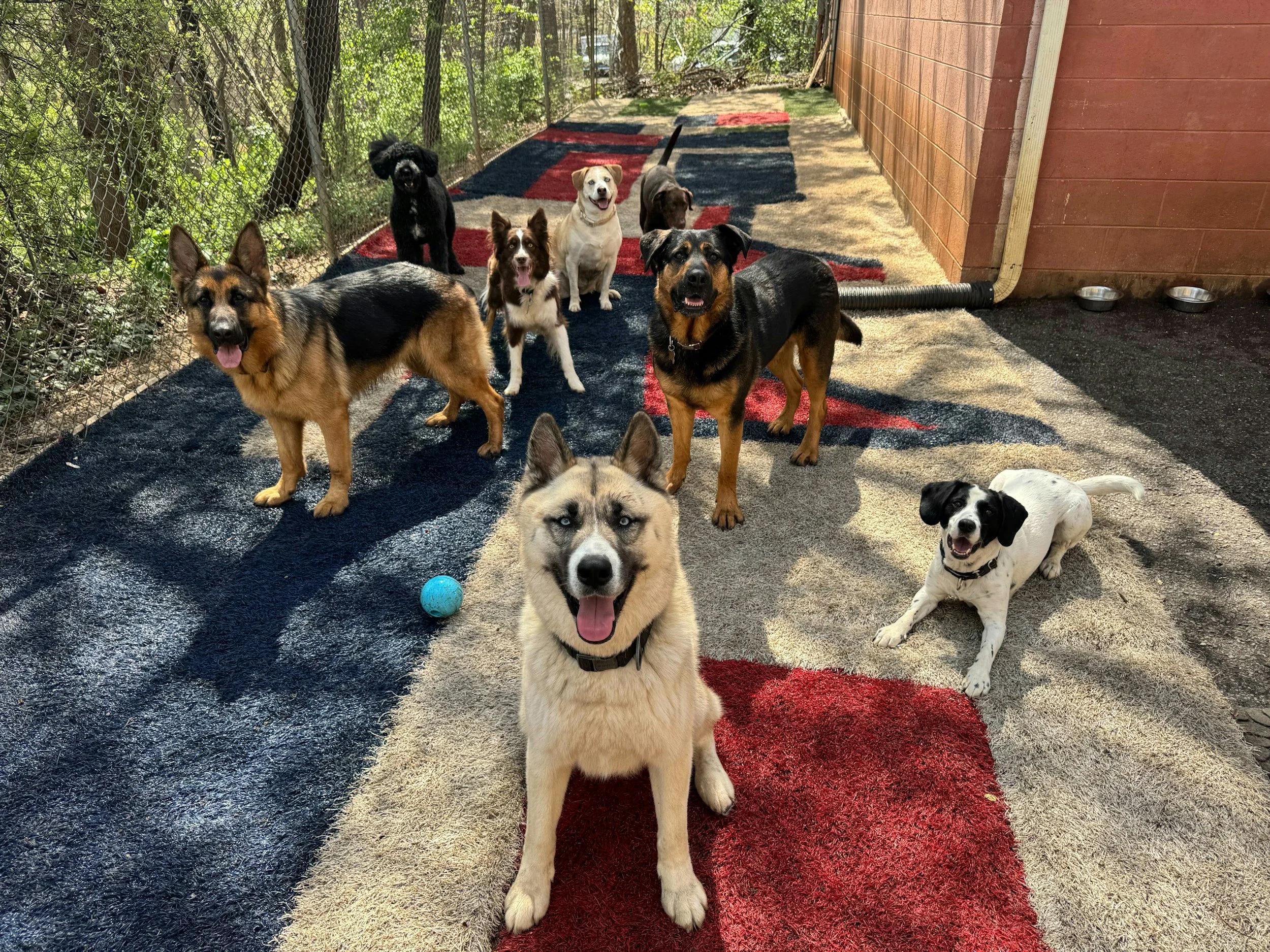 Secure outdoor play yard and double-gated entryway at a premier South Florida dog boarding and training facility.